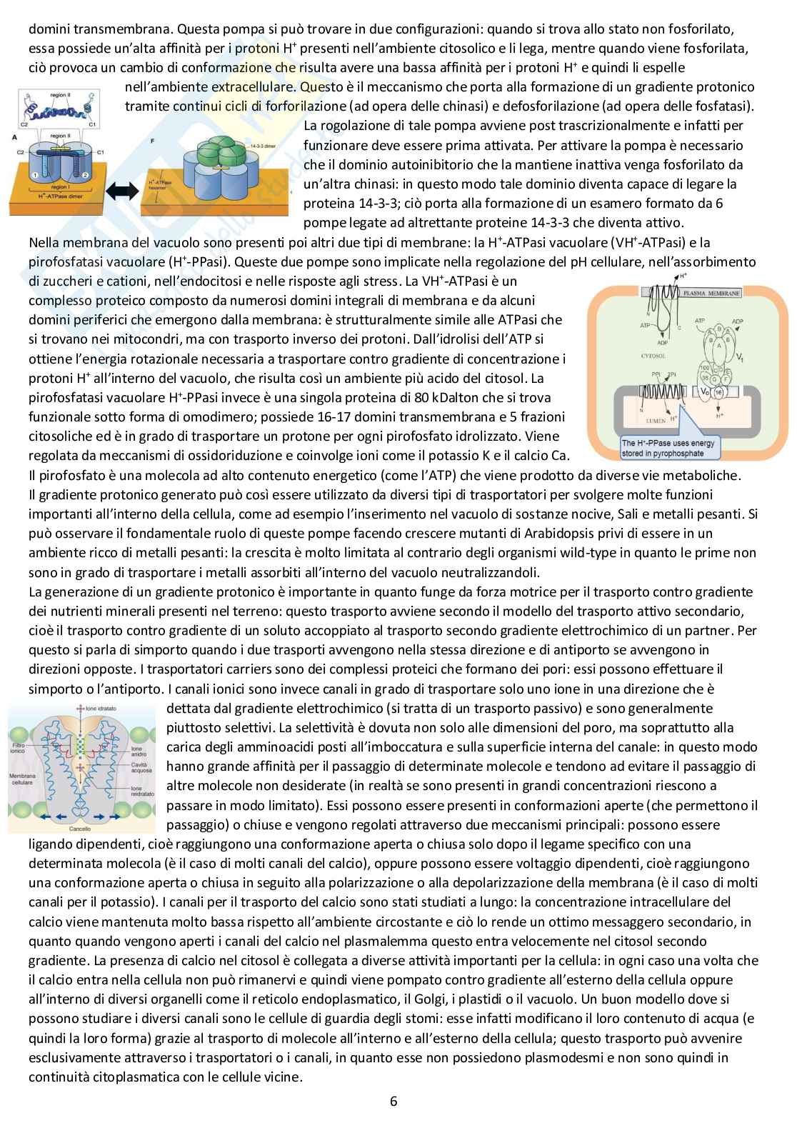 Fisiologia vegetale - Appunti completi delle lezioni Pag. 6
