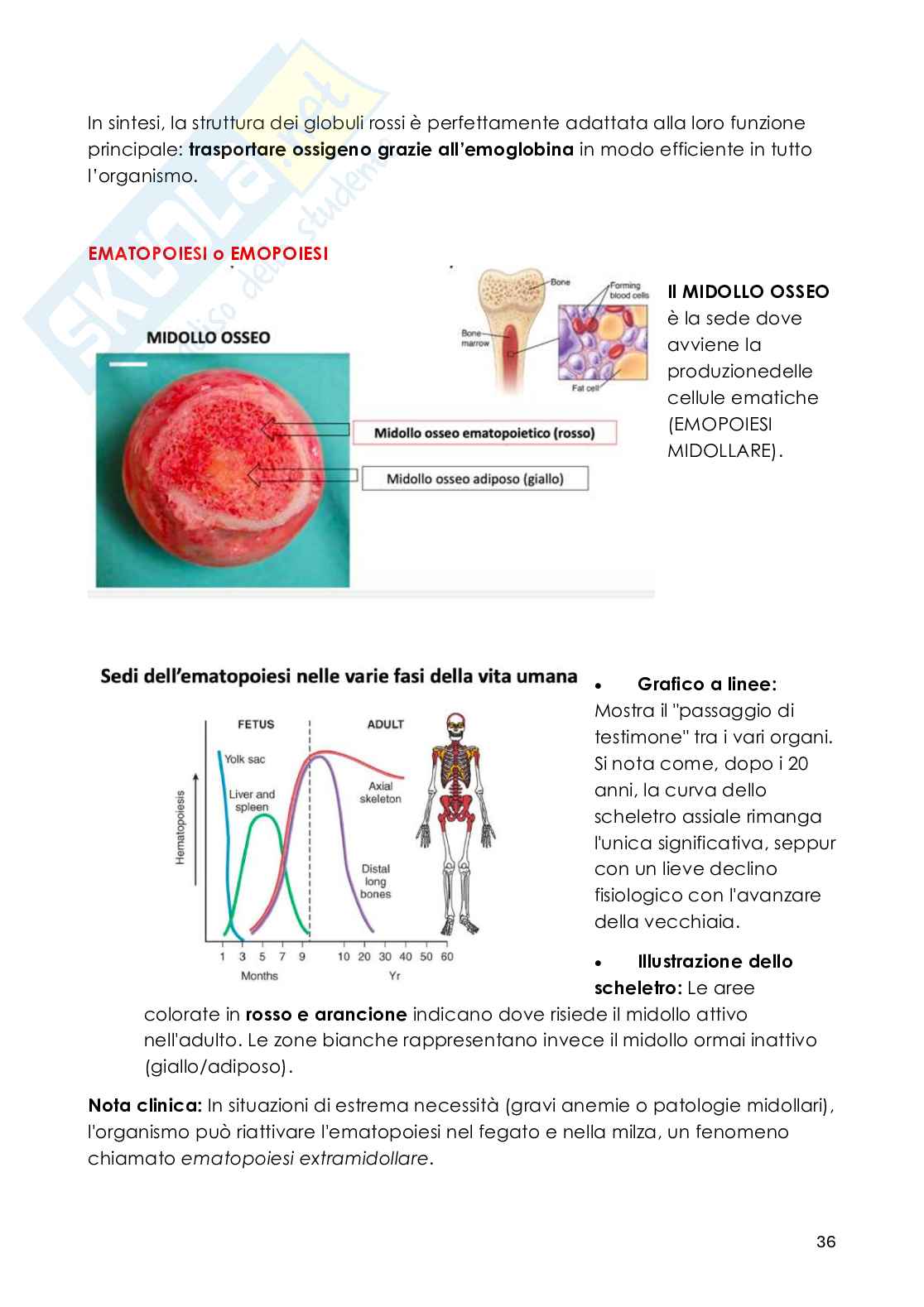 Patologia generale - Appunti Pag. 36