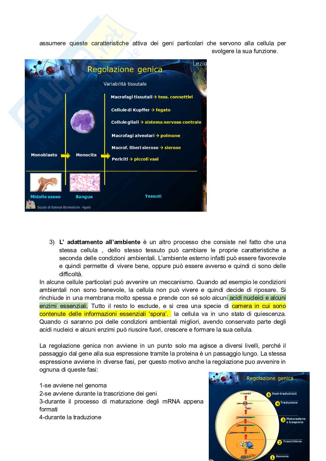 Regolazione genica Pag. 2