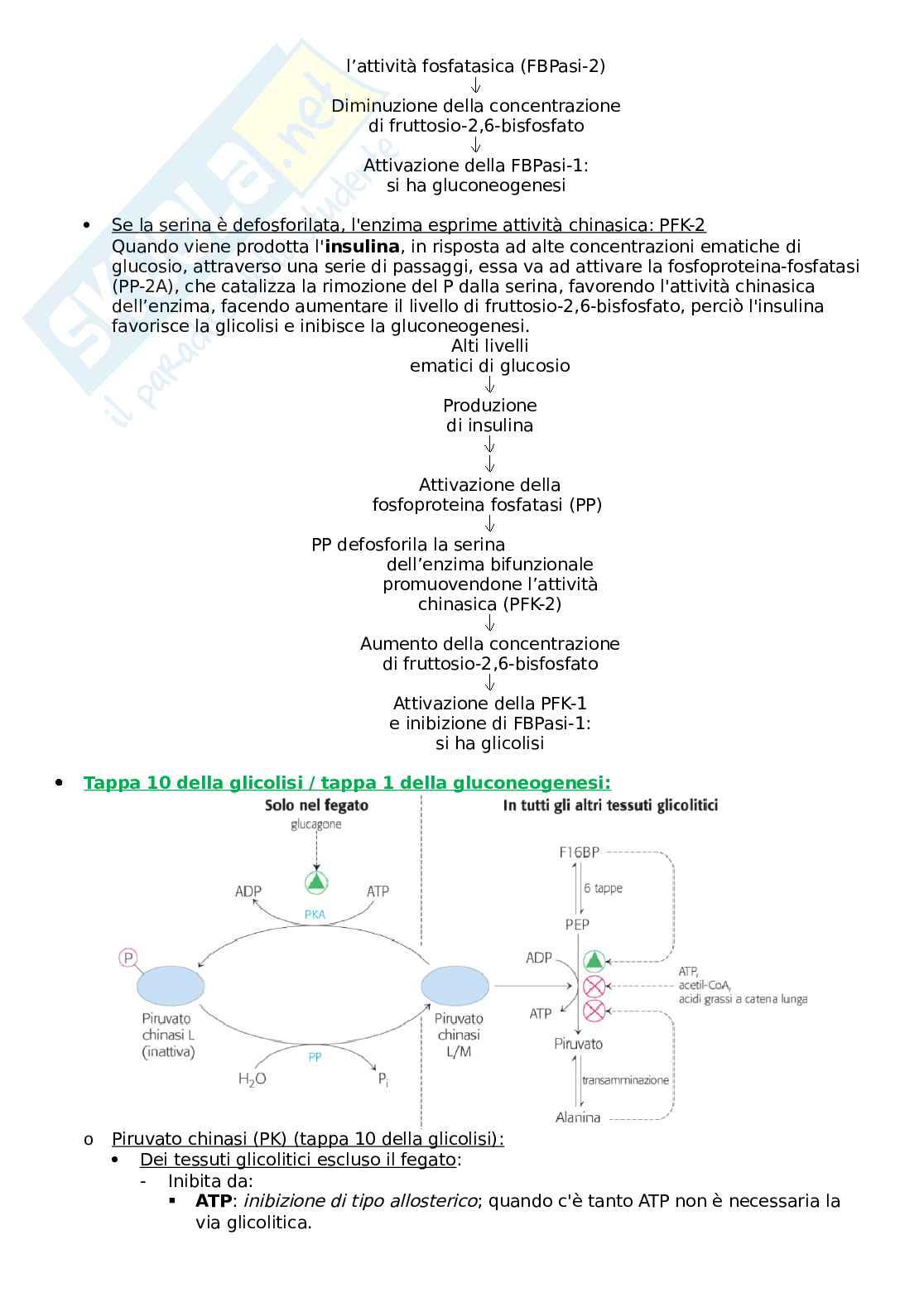 Appunti di biochimica estremamente completi e che entrano nel dettaglio Pag. 31
