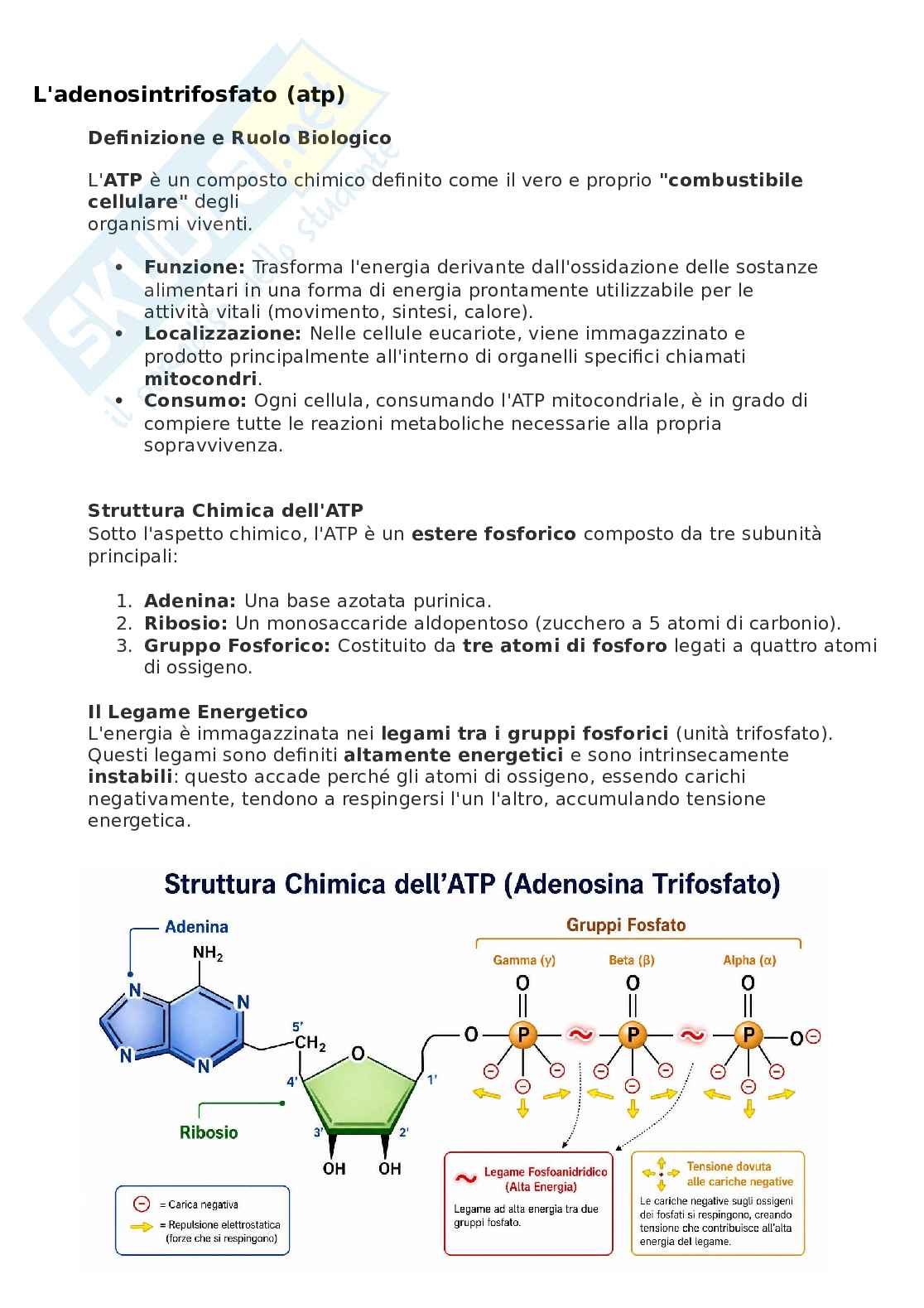 Adenosina Trifosfato (ATP) Pag. 1