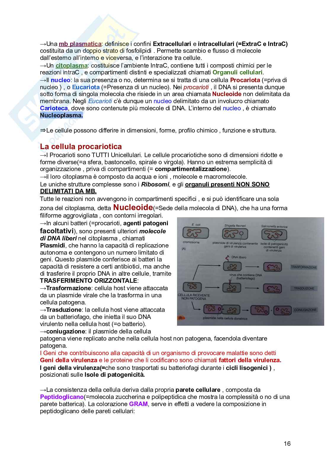 Riassunto esame Biologia, Prof. Siculella Luisa, libro consigliato Biologia e genetica , Edises Pag. 16