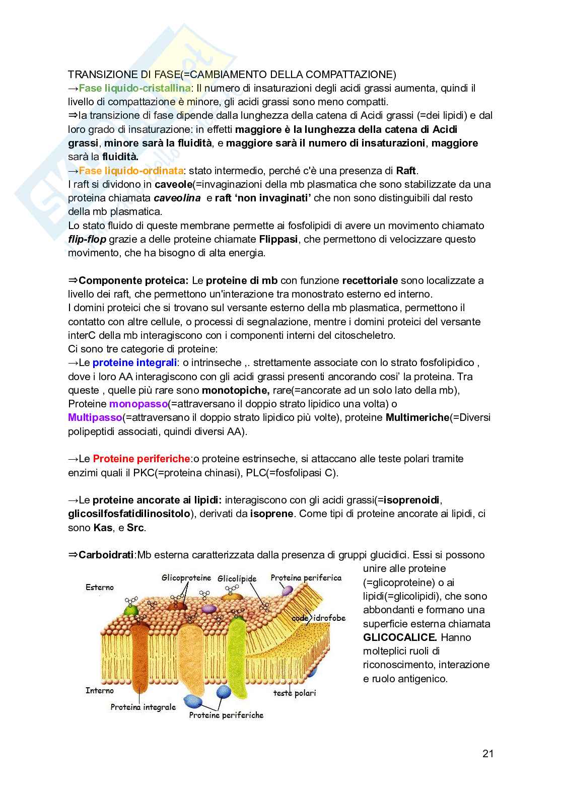 Riassunto esame Biologia, Prof. Siculella Luisa, libro consigliato Biologia e genetica , Edises Pag. 21