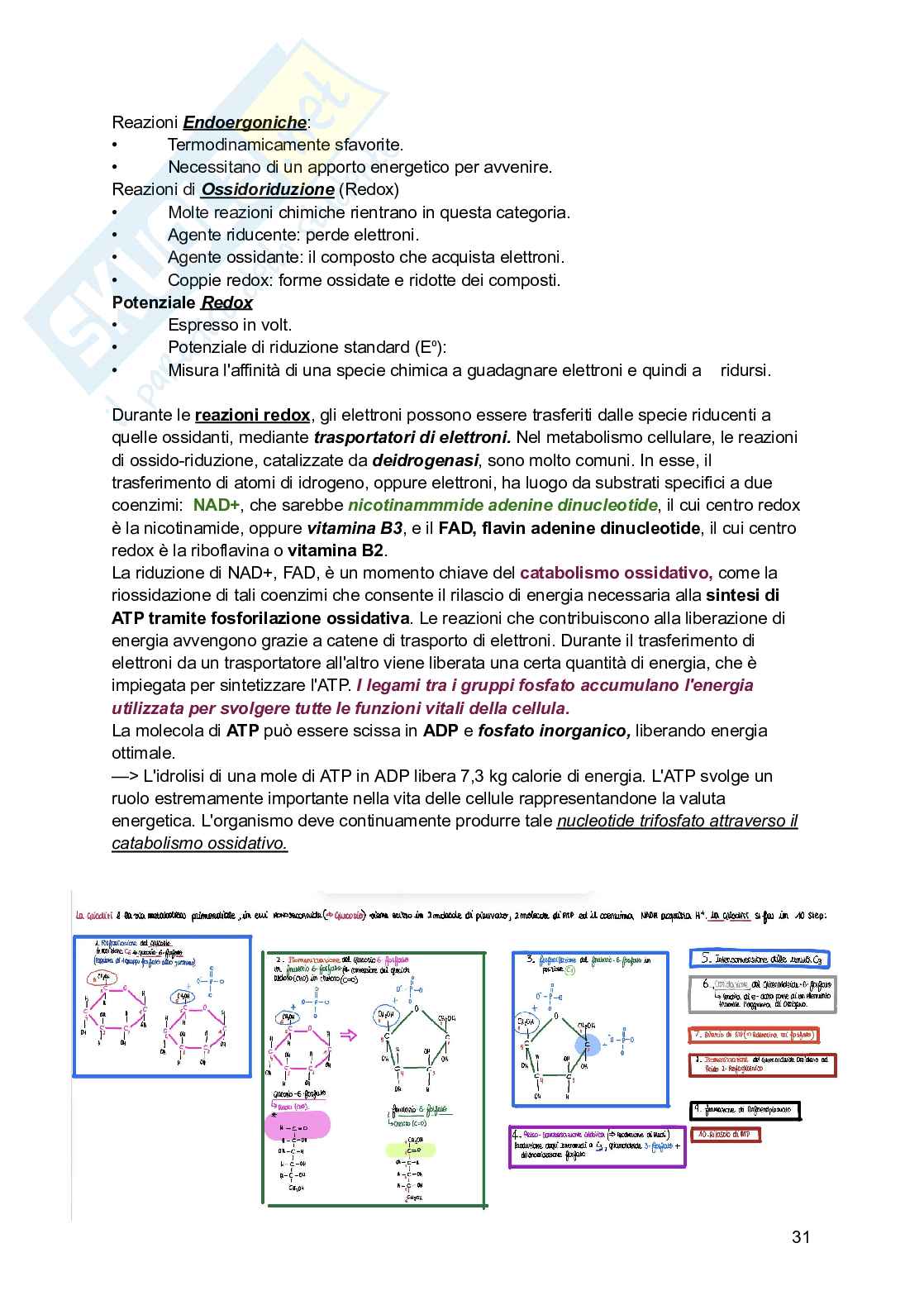 Riassunto esame Biologia, Prof. Siculella Luisa, libro consigliato Biologia e genetica , Edises Pag. 31