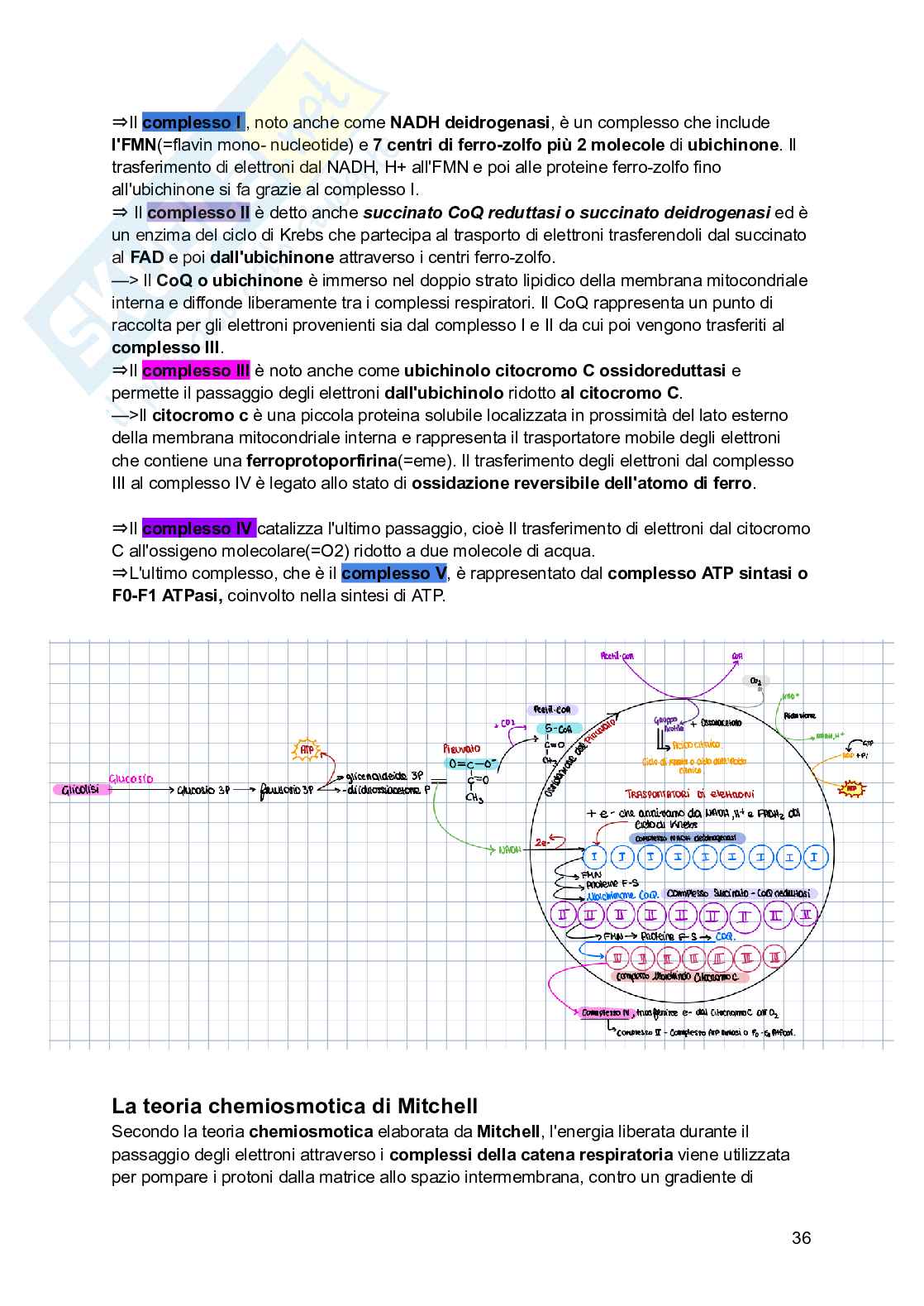 Riassunto esame Biologia, Prof. Siculella Luisa, libro consigliato Biologia e genetica , Edises Pag. 36