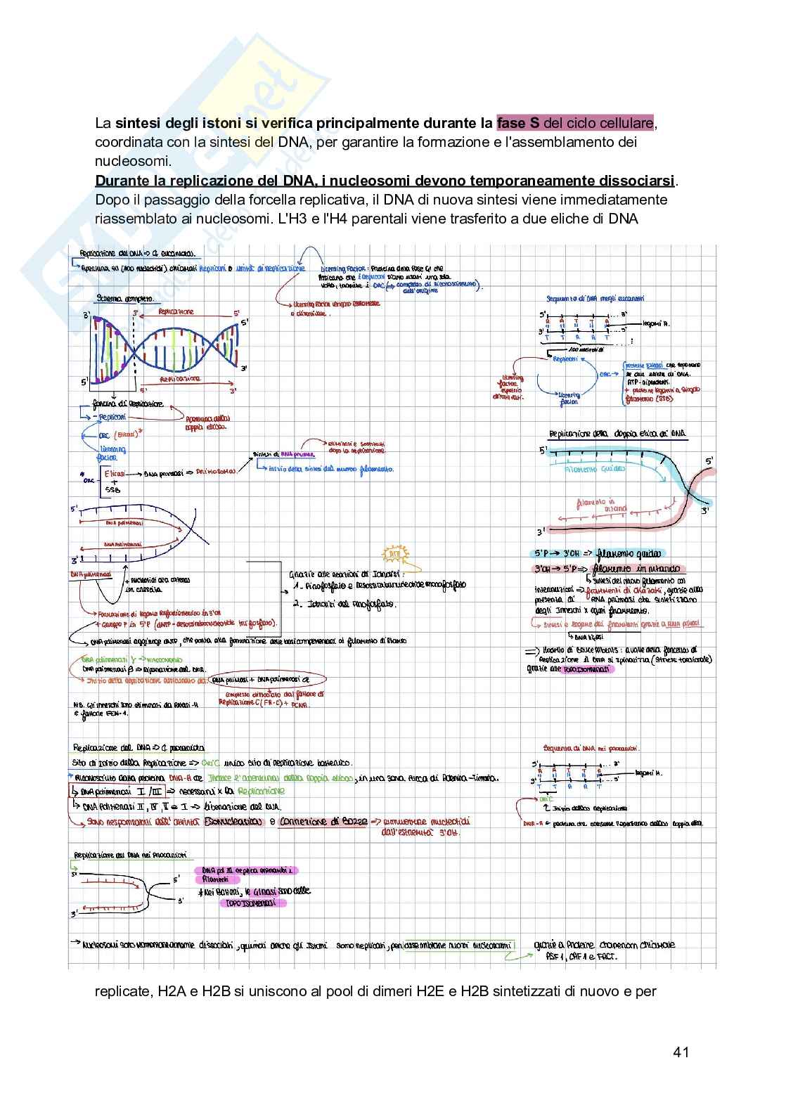 Riassunto esame Biologia, Prof. Siculella Luisa, libro consigliato Biologia e genetica , Edises Pag. 41