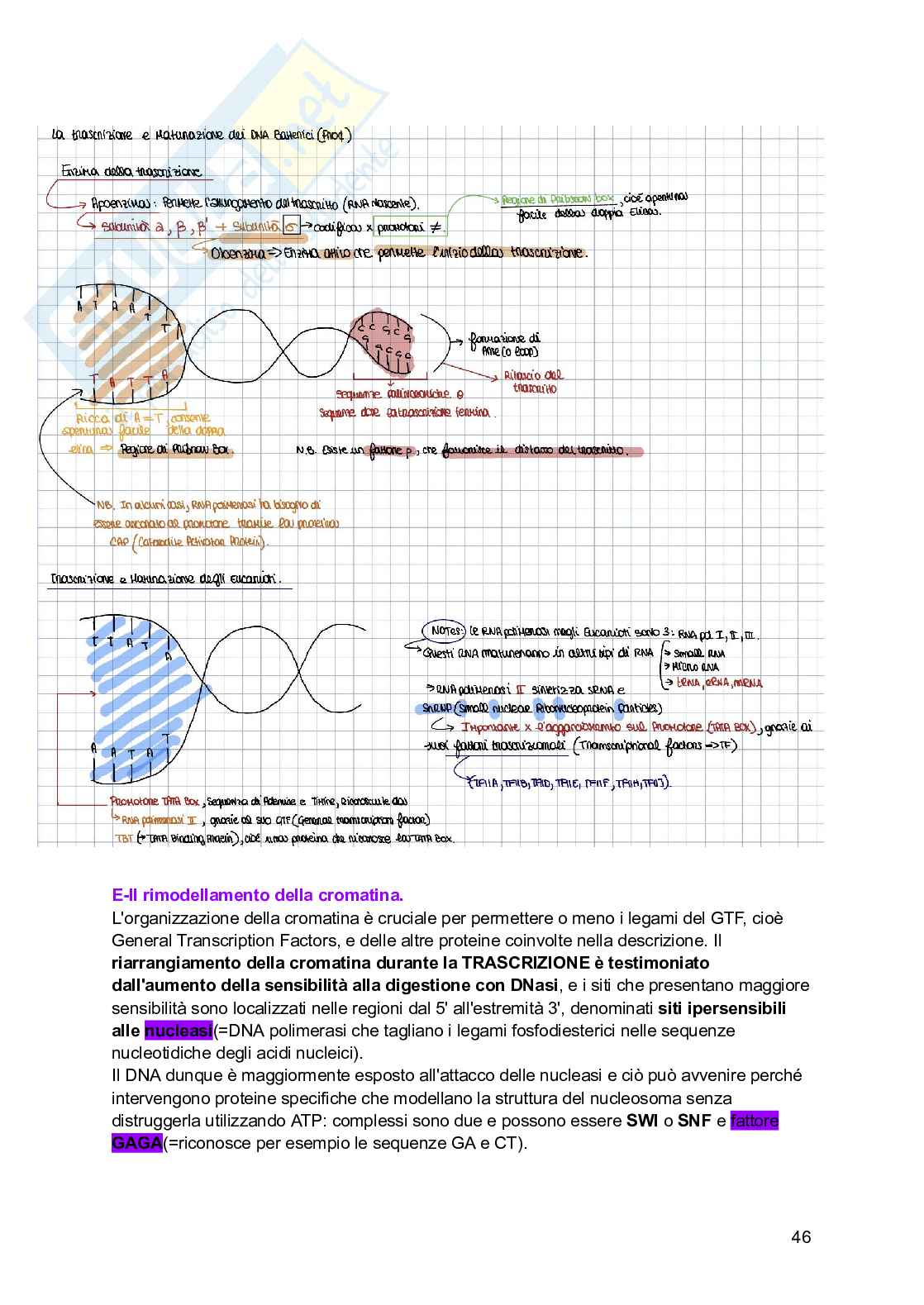 Riassunto esame Biologia, Prof. Siculella Luisa, libro consigliato Biologia e genetica , Edises Pag. 46