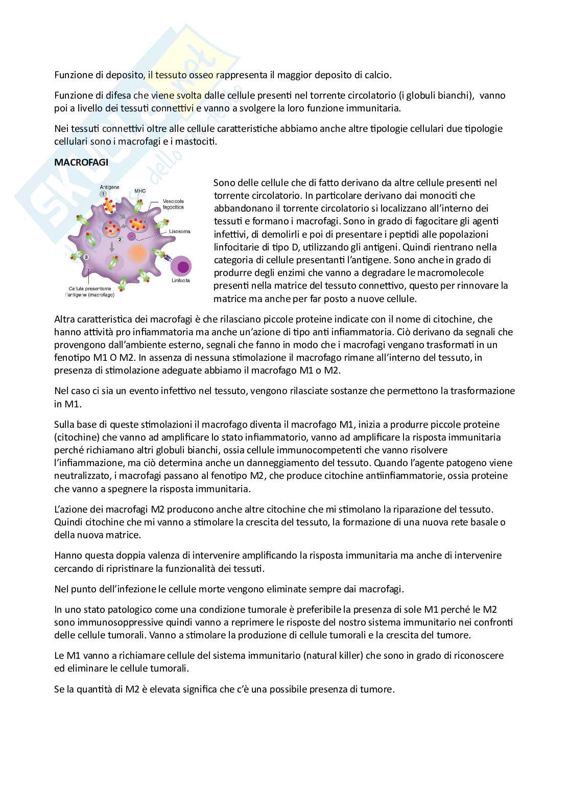 Istologia  Pag. 6