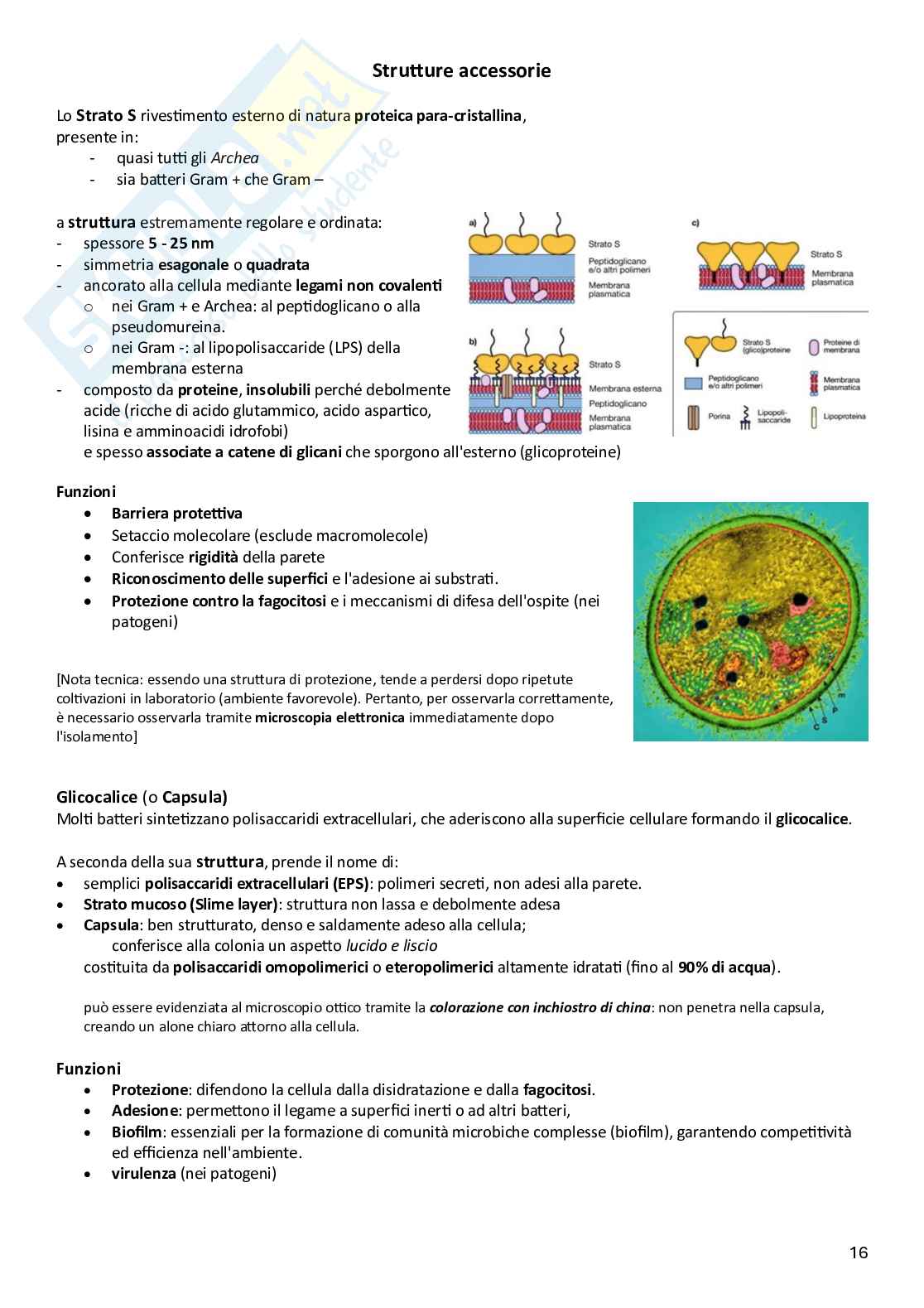 Microbiologia Pag. 16