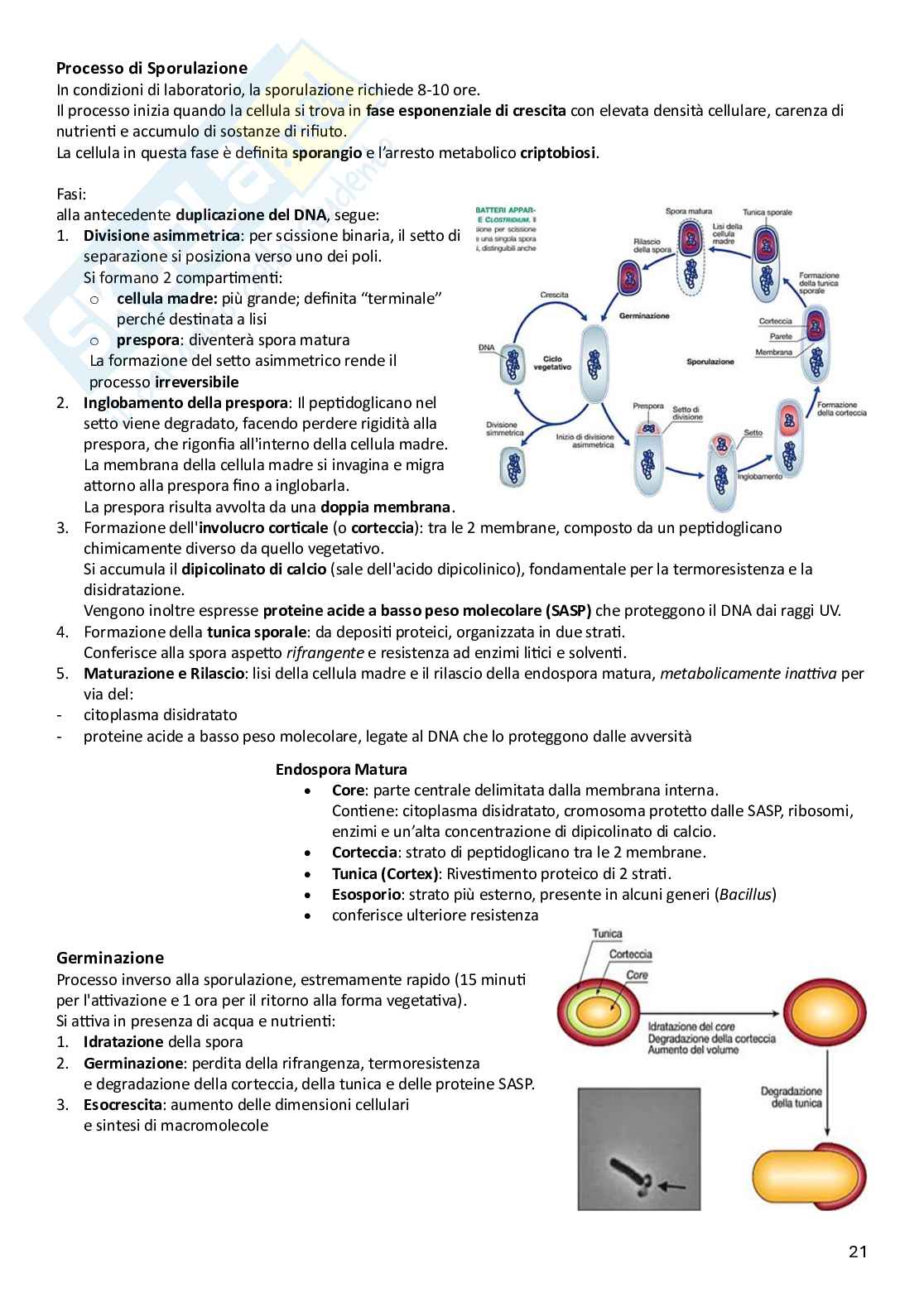 Microbiologia Pag. 21
