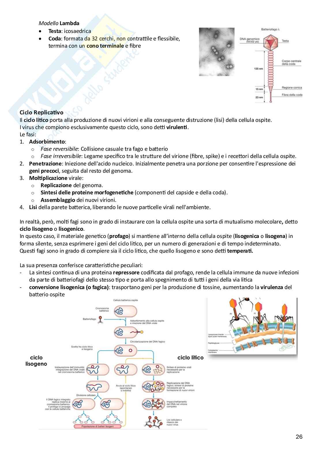 Microbiologia Pag. 26