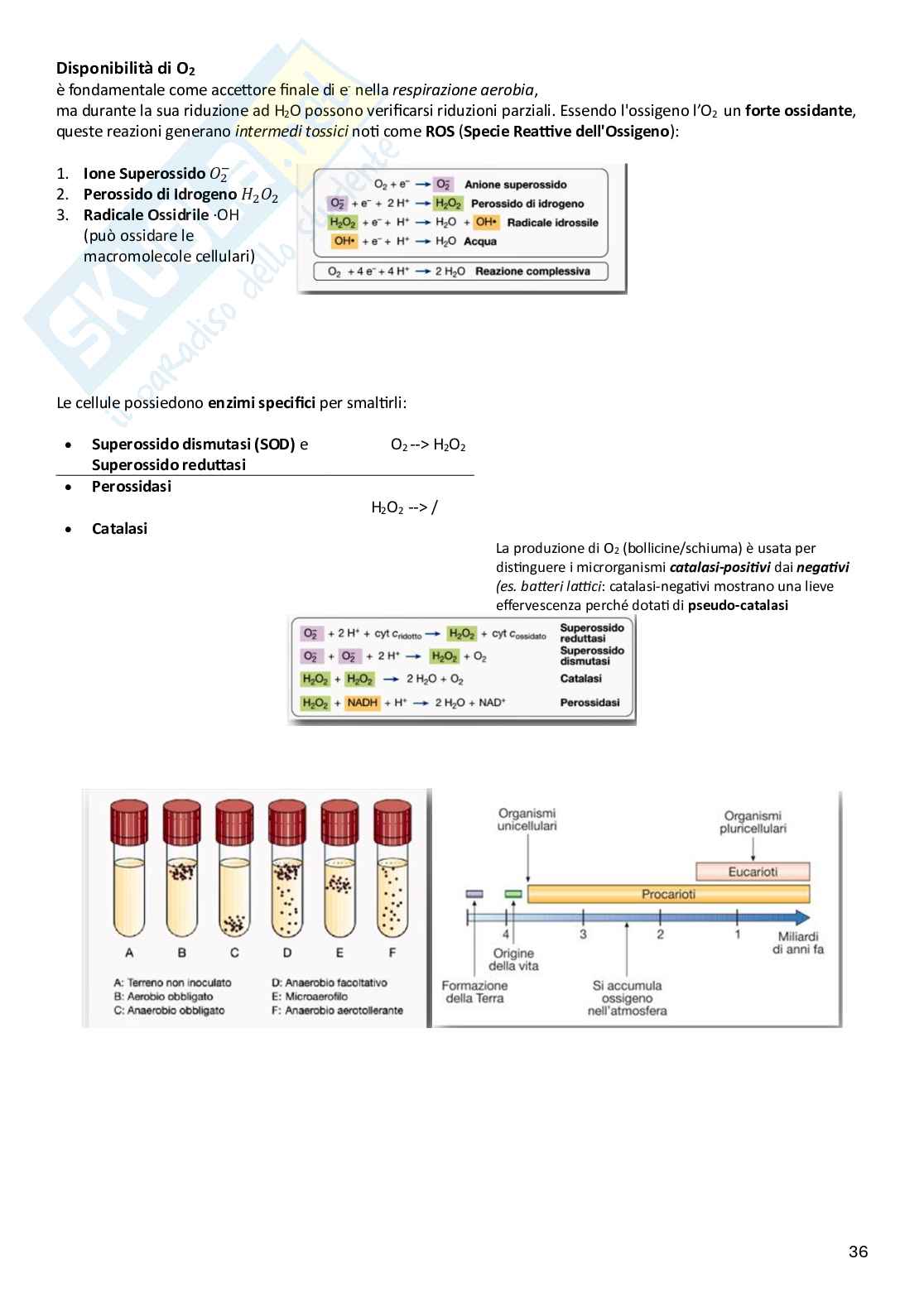 Microbiologia Pag. 36