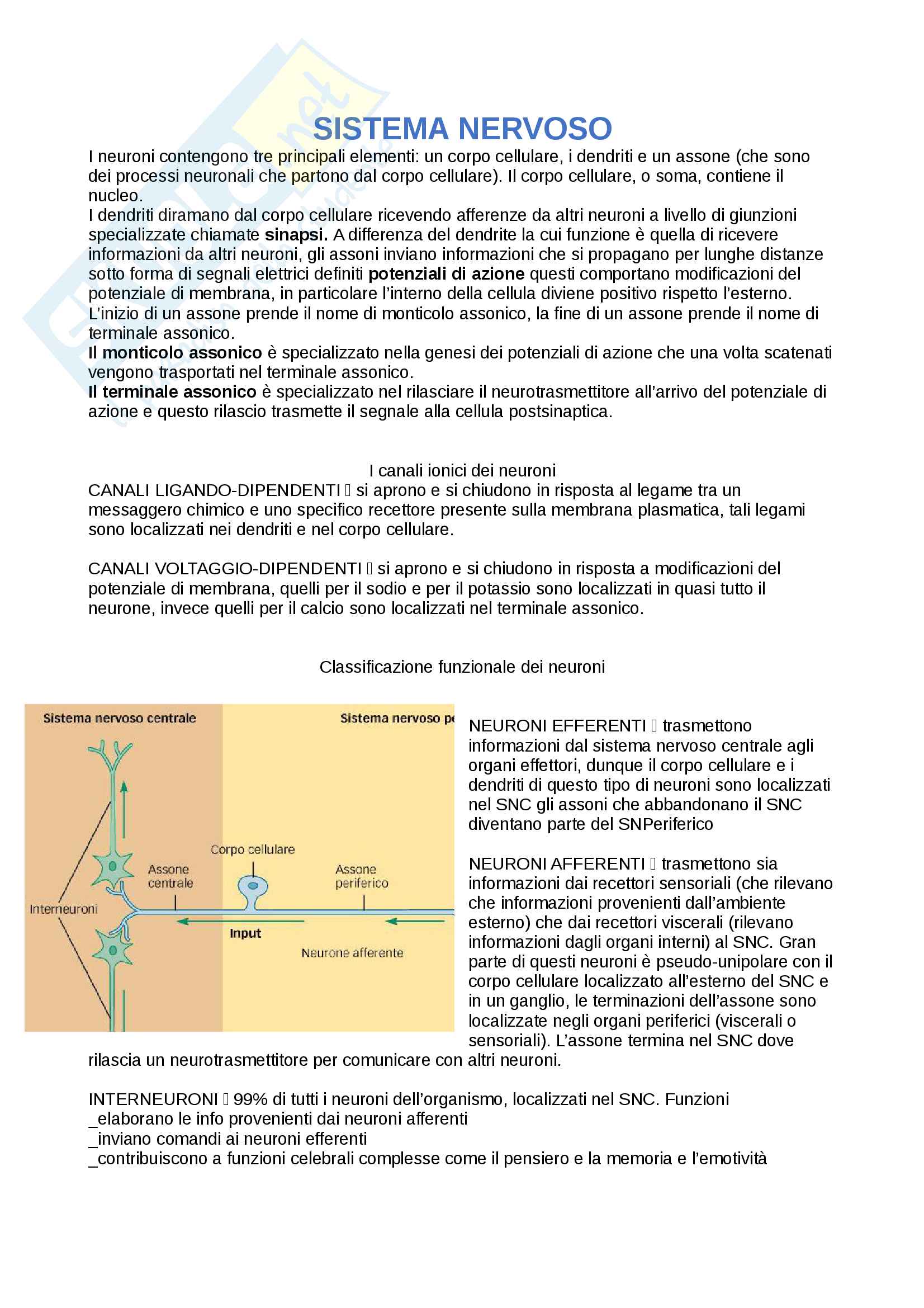 1: Sistema nervoso Pag. 1