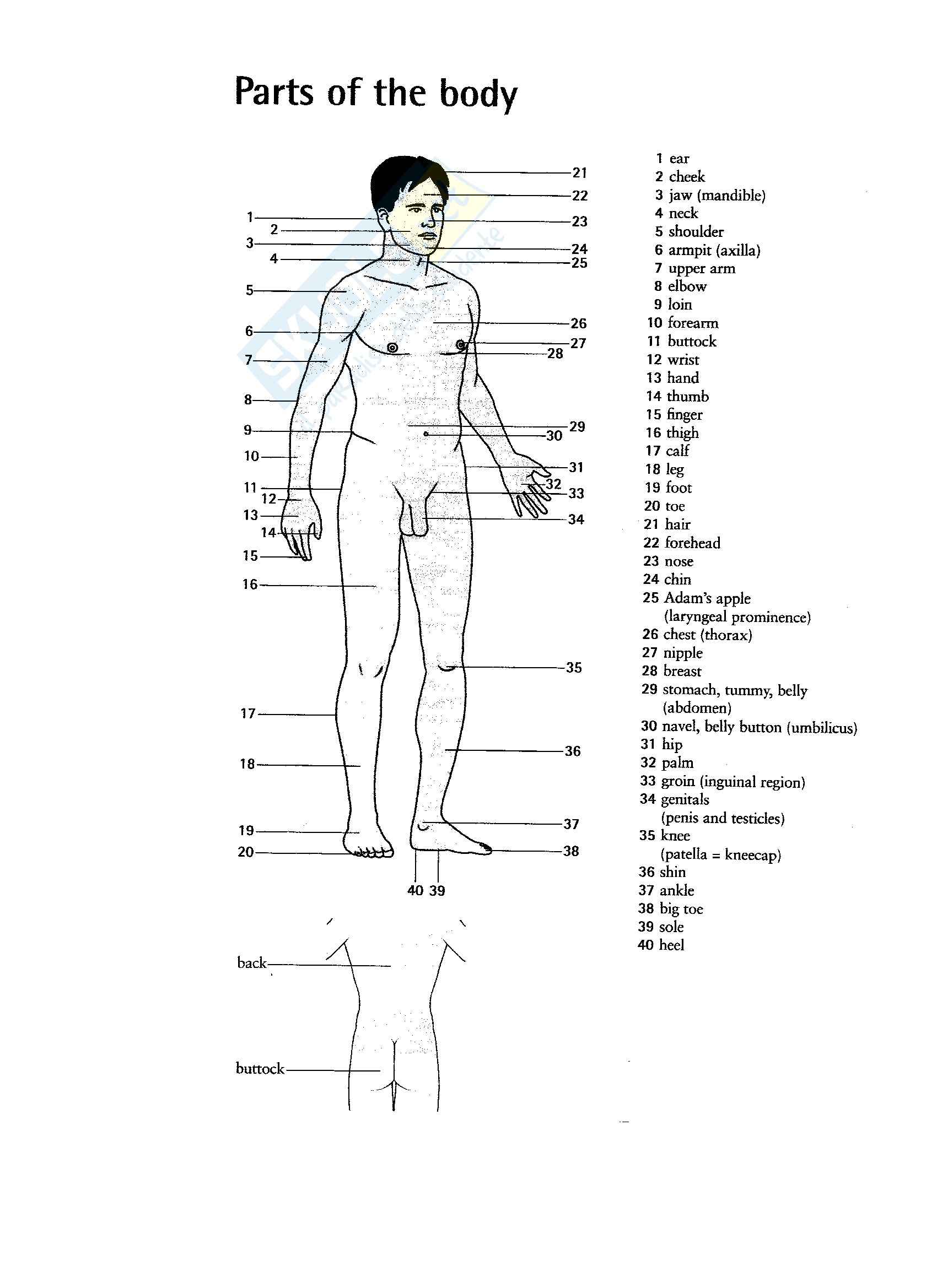 Inglese Scientifico Parti Del Corpo