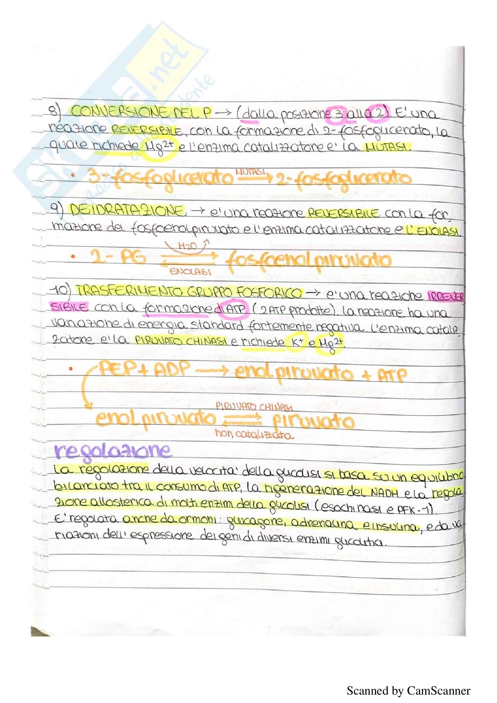 Appunti completi biochimica (seconda parte) Pag. 21