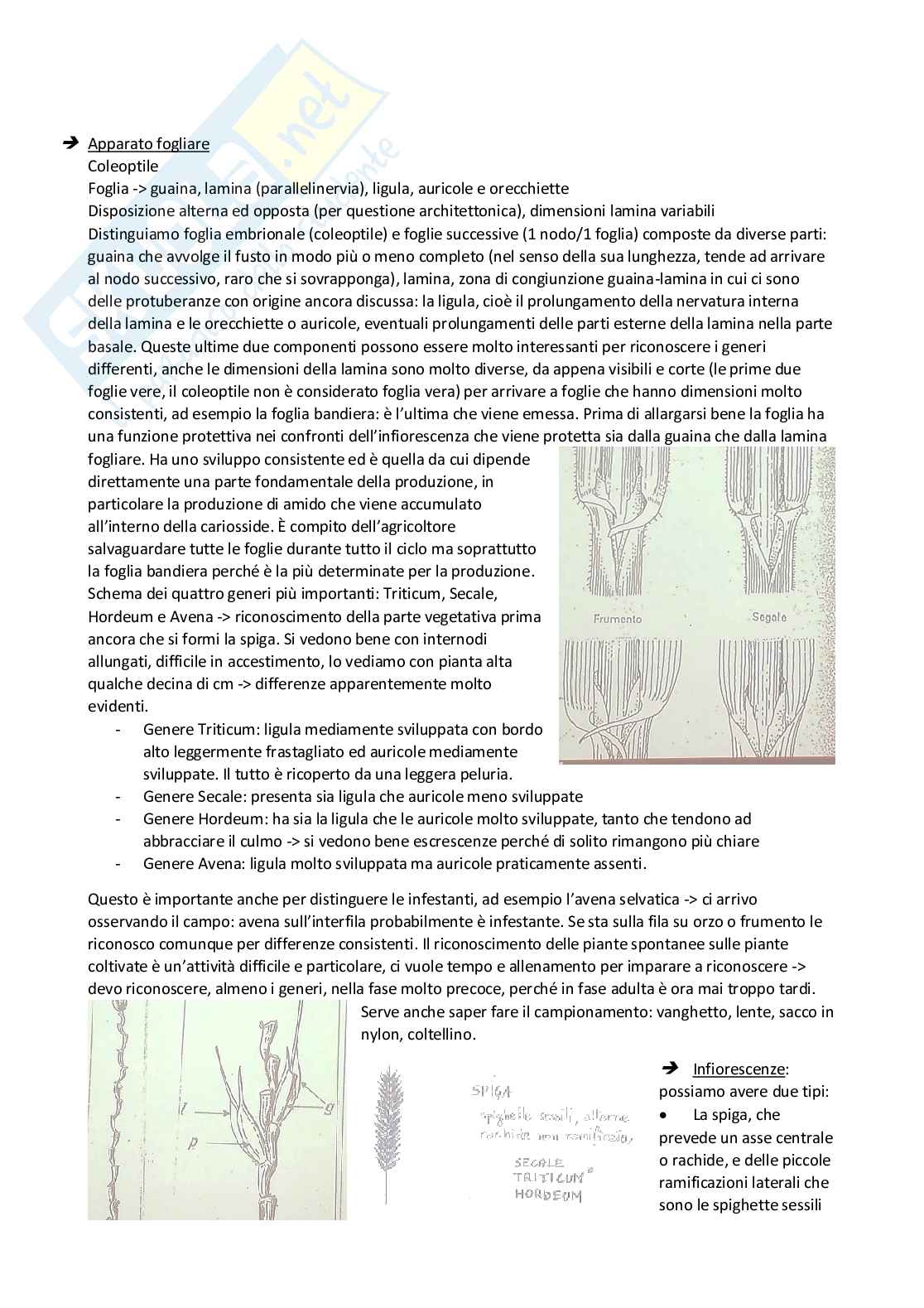 Sistemi colturali erbacei Pag. 21