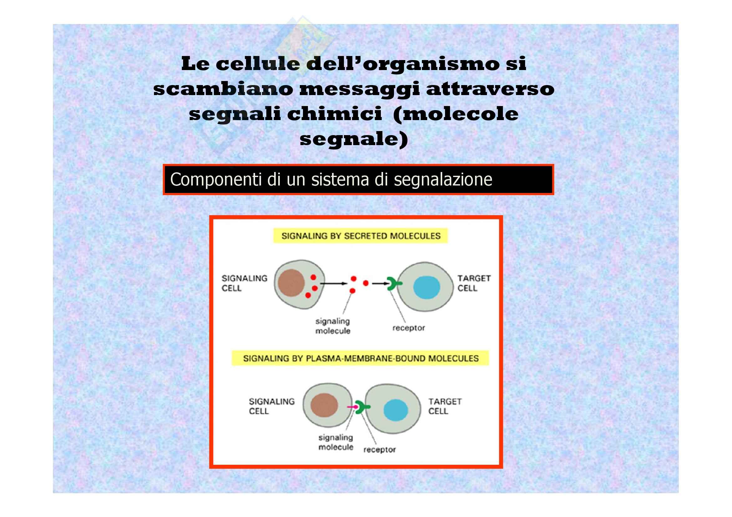 Comunicazione cellulare - Stadi Pag. 1