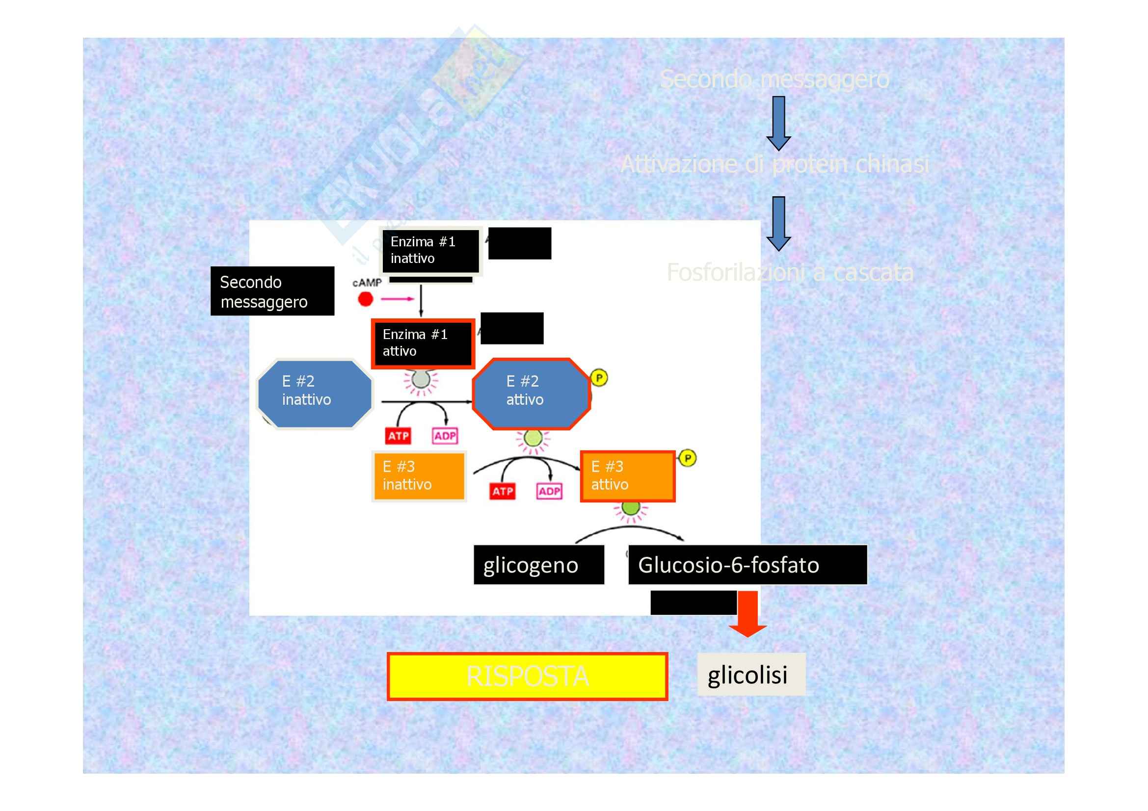Comunicazione cellulare - Stadi Pag. 6