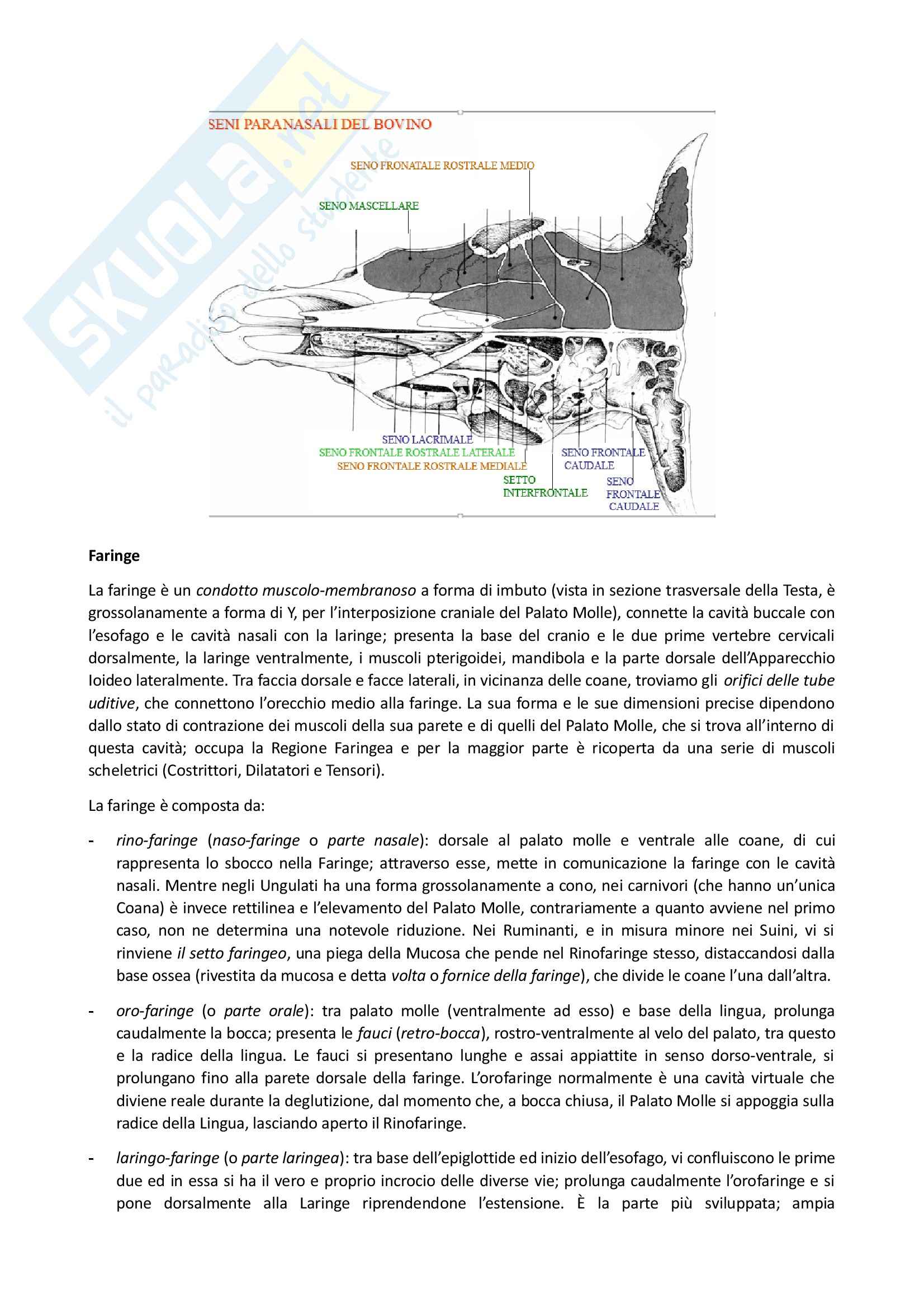 Apparato Respiratorio, Anatomia comparata Pag. 16