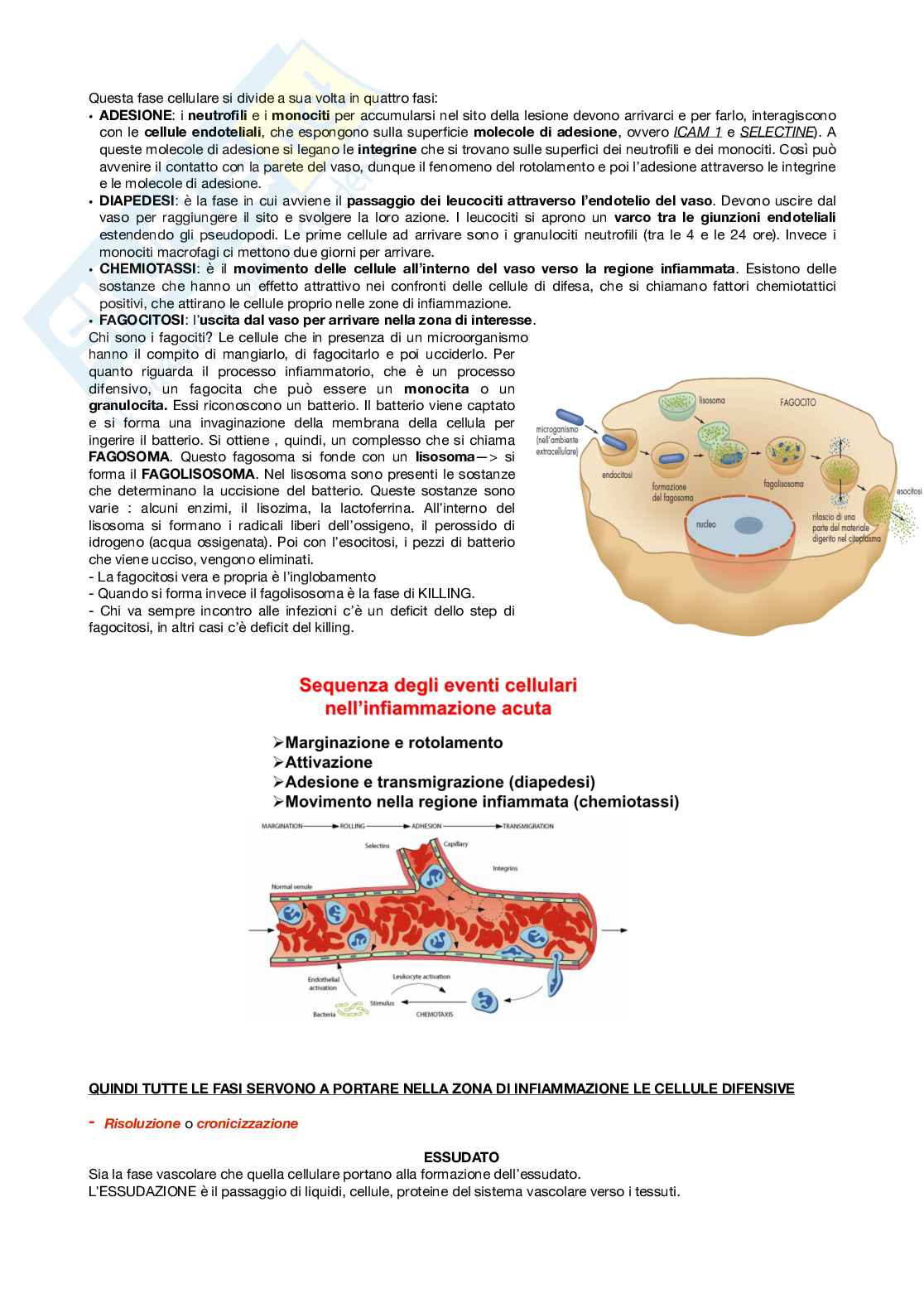 Patologia generale Pag. 6