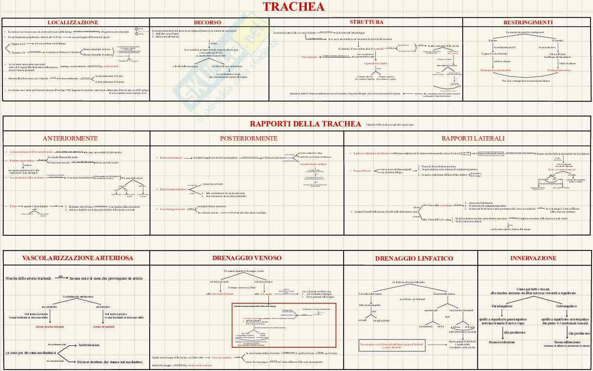 Anatomia macroscopica - schemi e appunti per l’esame  Pag. 11