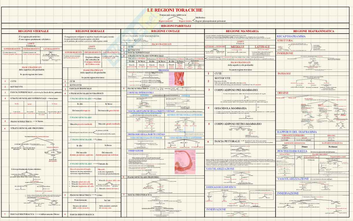 Anatomia macroscopica - schemi e appunti per l’esame  Pag. 16