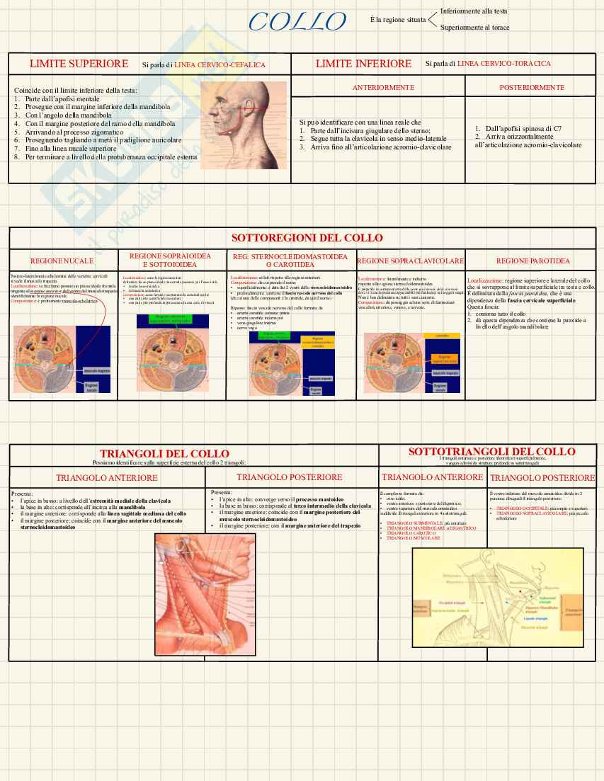 Anatomia macroscopica - schemi e appunti per l’esame  Pag. 2