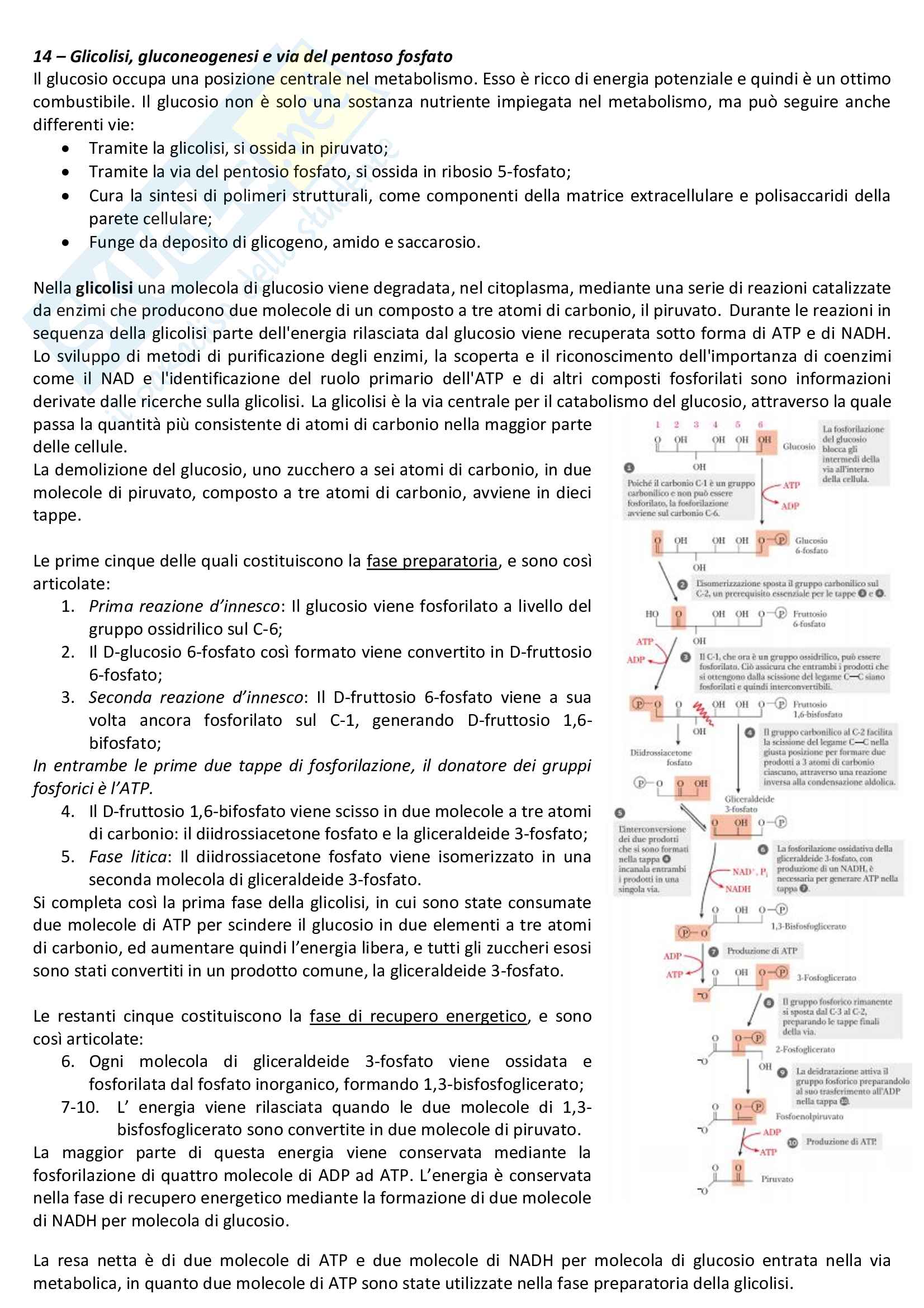 Riassunto esame aiuto compiti, prof. Pedone, libro consigliato I principi di biochimica, Lehninger, David,. Nelson, Cox Pag. 26