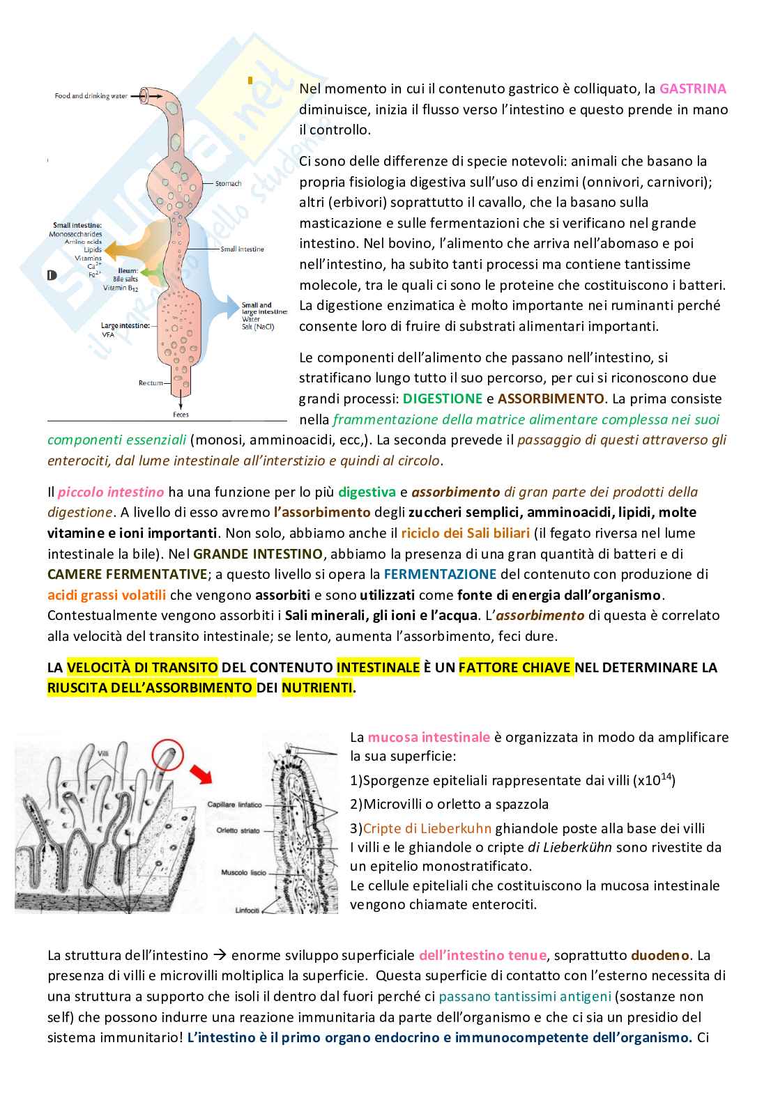 Appunti di Fisiologia 2 Pag. 21