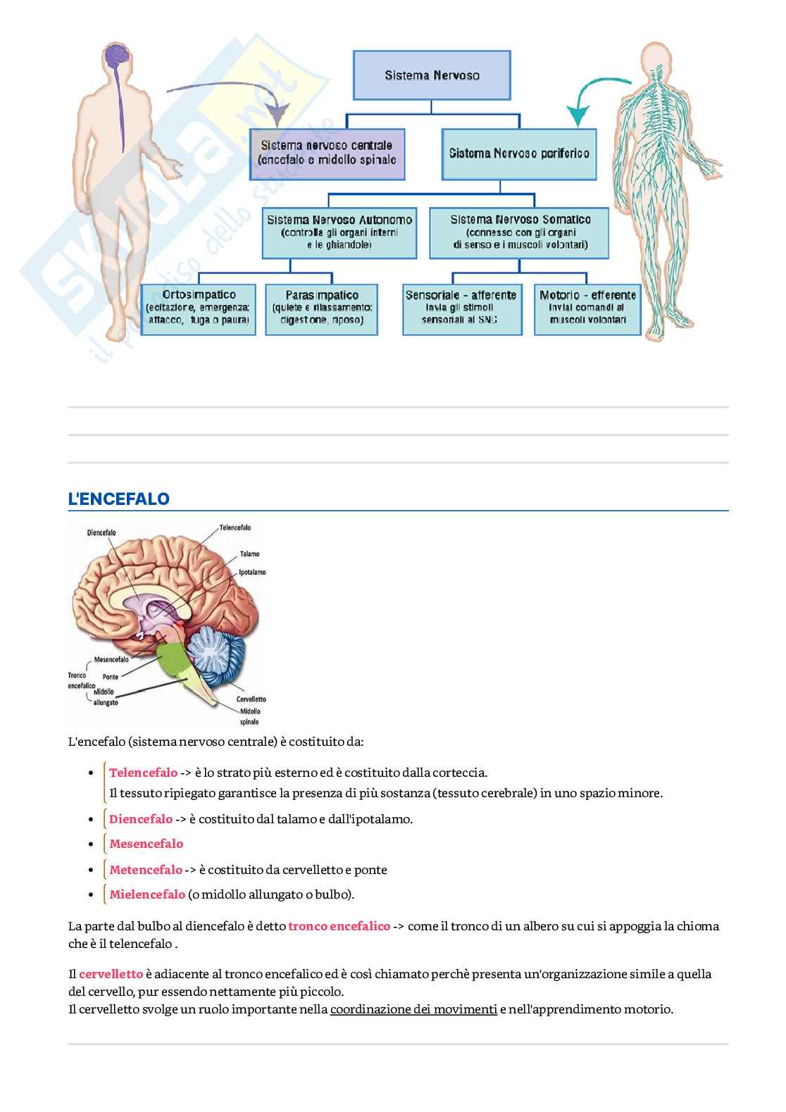Appunti di Psicologia generale Pag. 16