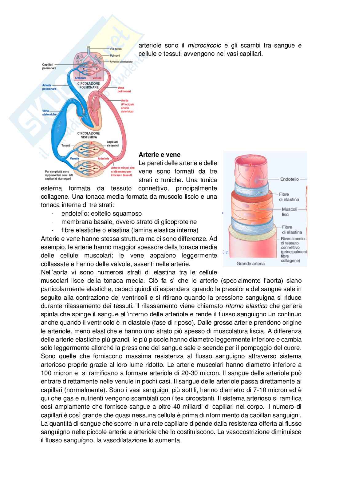 Appunti di Fisiologia umana per infermieristica Pag. 66