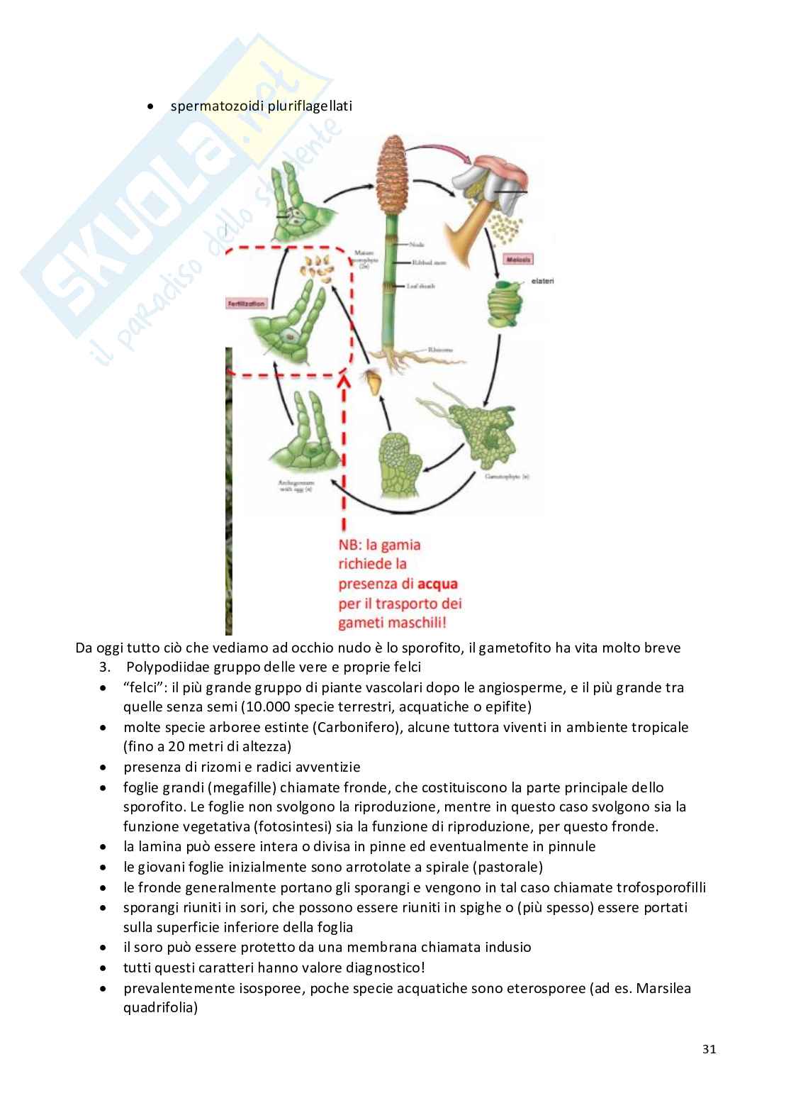 Botanica sistematica e geobotanica Pag. 31