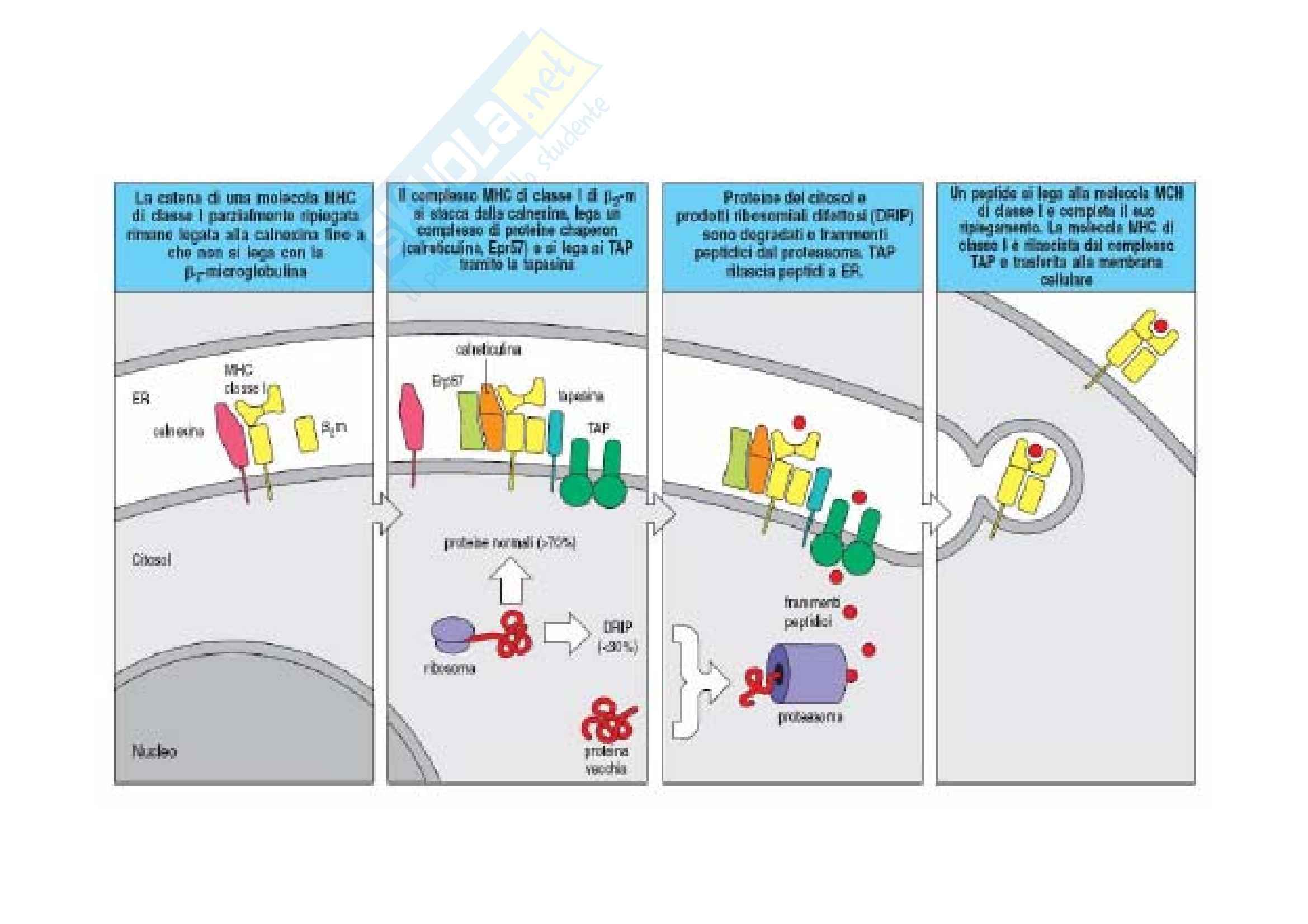 Immunologia - presentazione Ag Pag. 11
