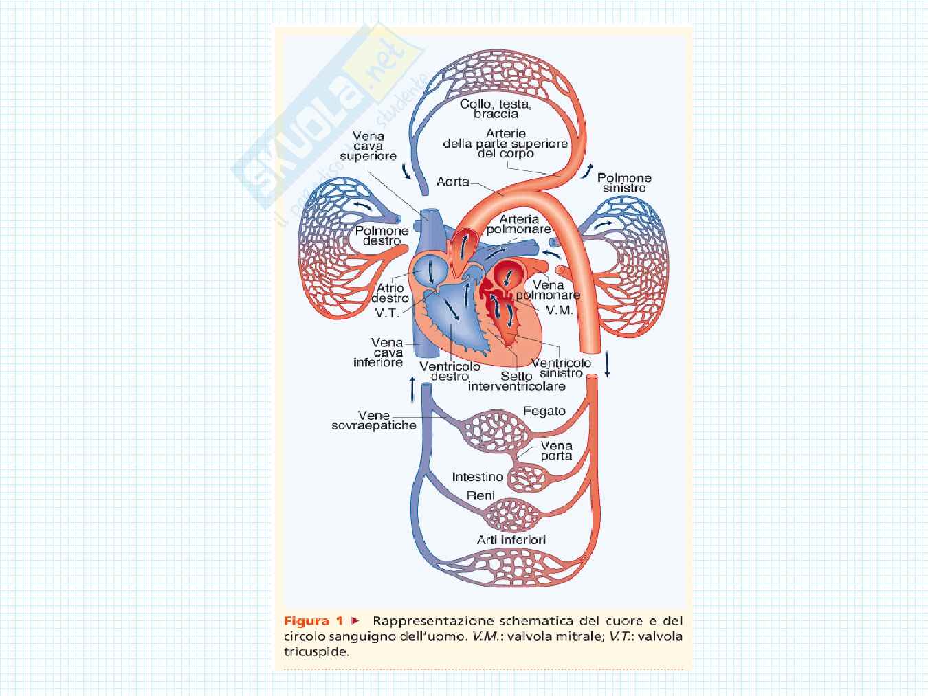 Anatomia del cuore Pag. 1
