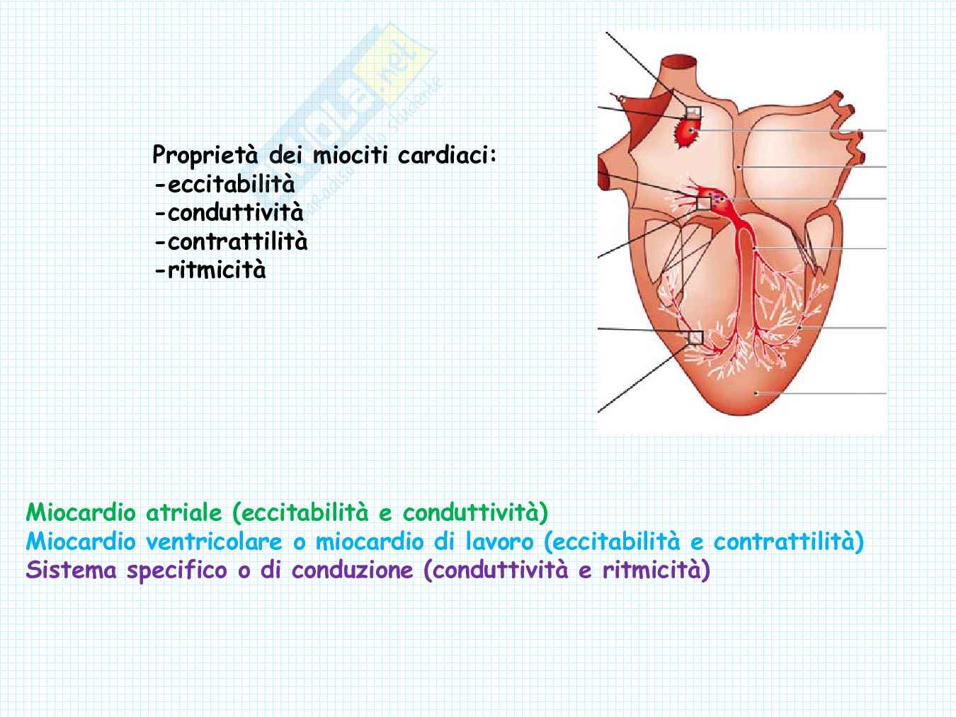 Anatomia del cuore Pag. 11