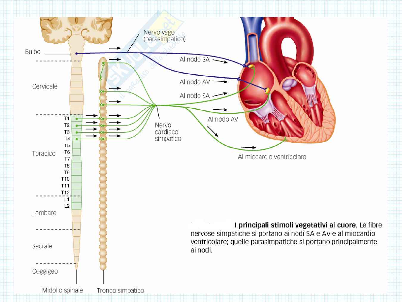 Anatomia del cuore Pag. 16