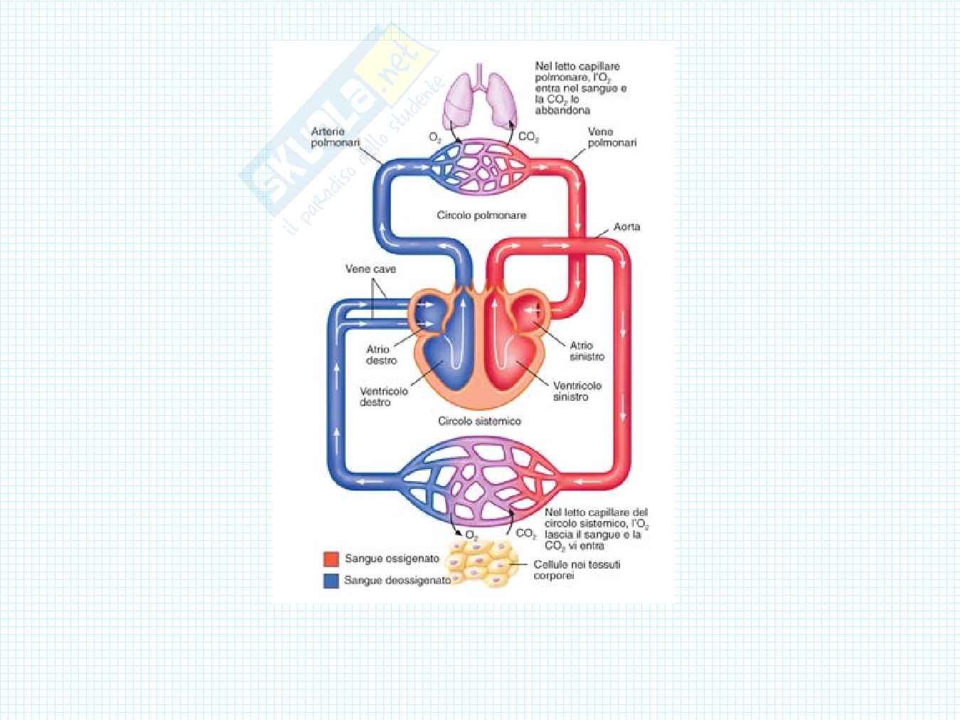 Anatomia del cuore Pag. 2