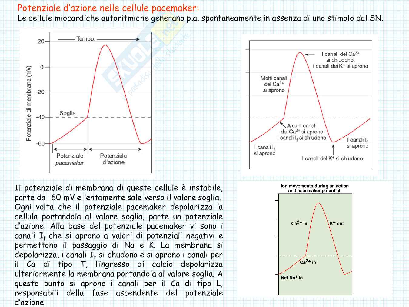 Anatomia del cuore Pag. 26