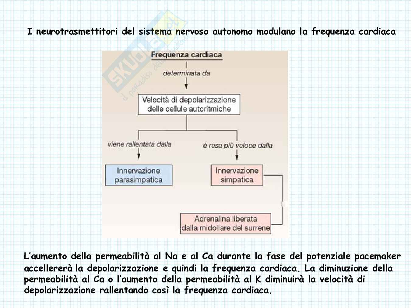 Anatomia del cuore Pag. 31