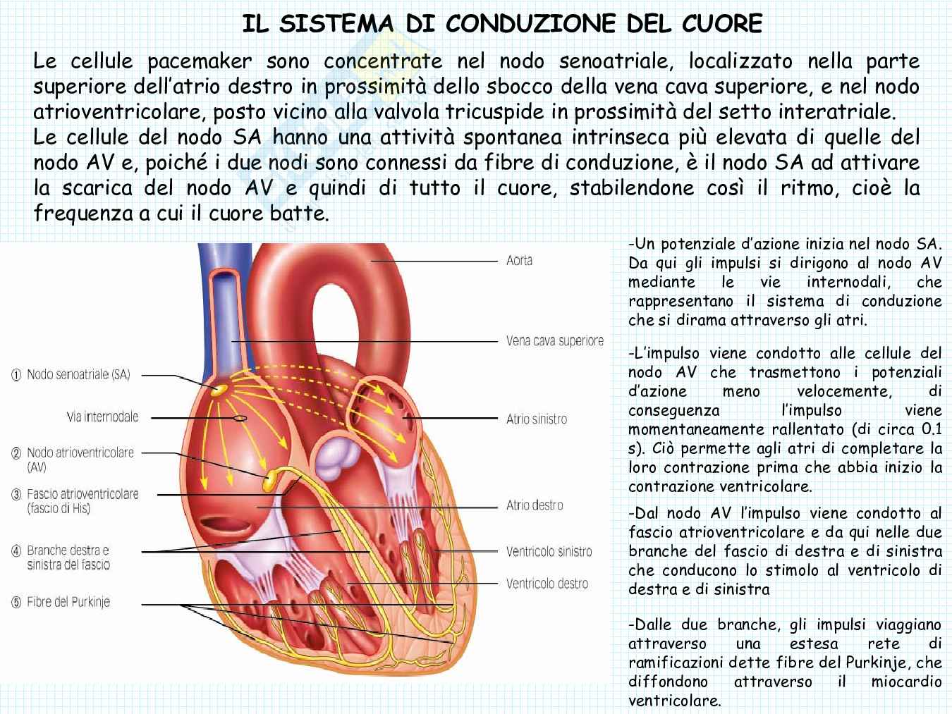 Anatomia del cuore Pag. 36