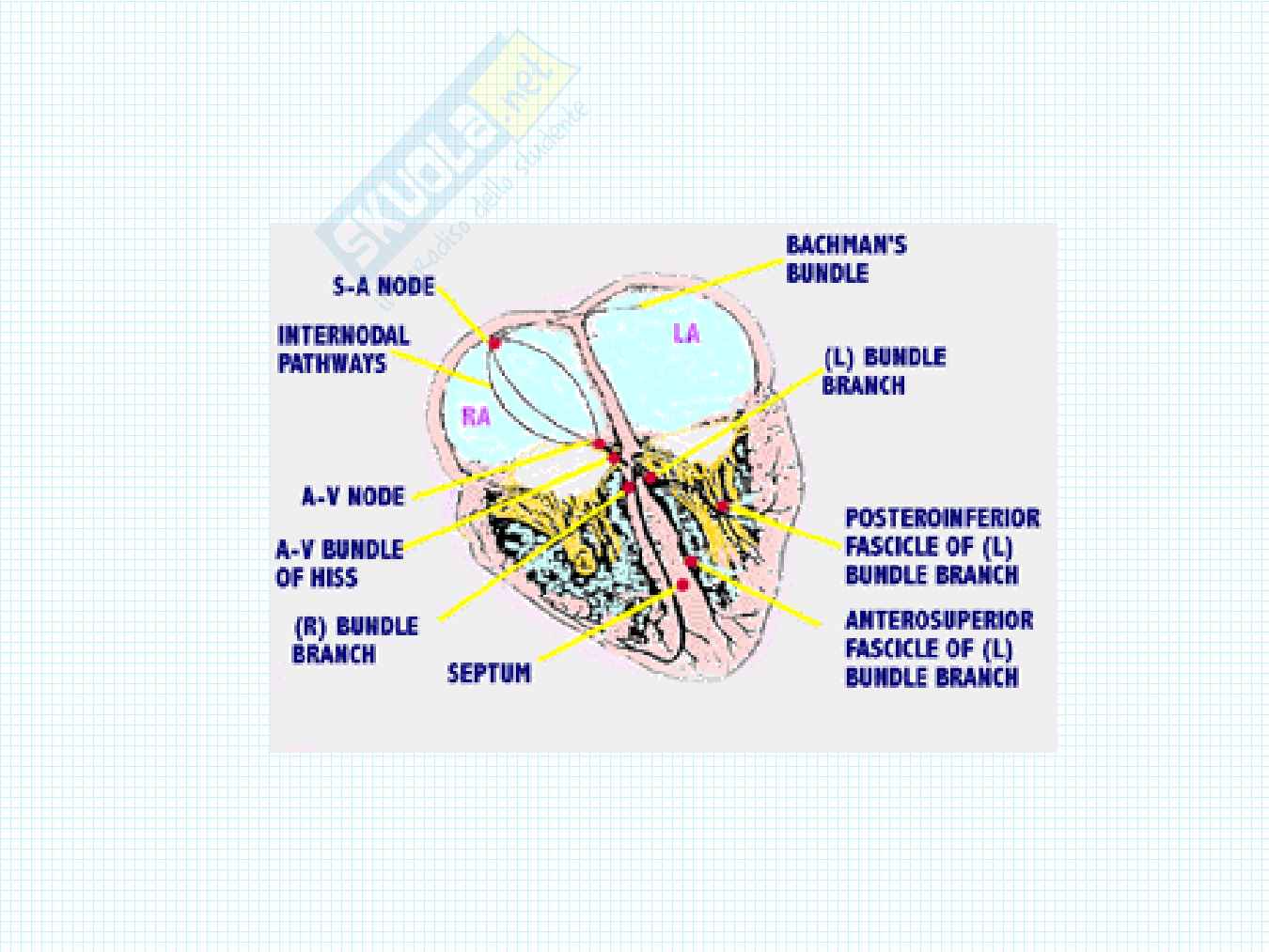 Anatomia del cuore Pag. 41