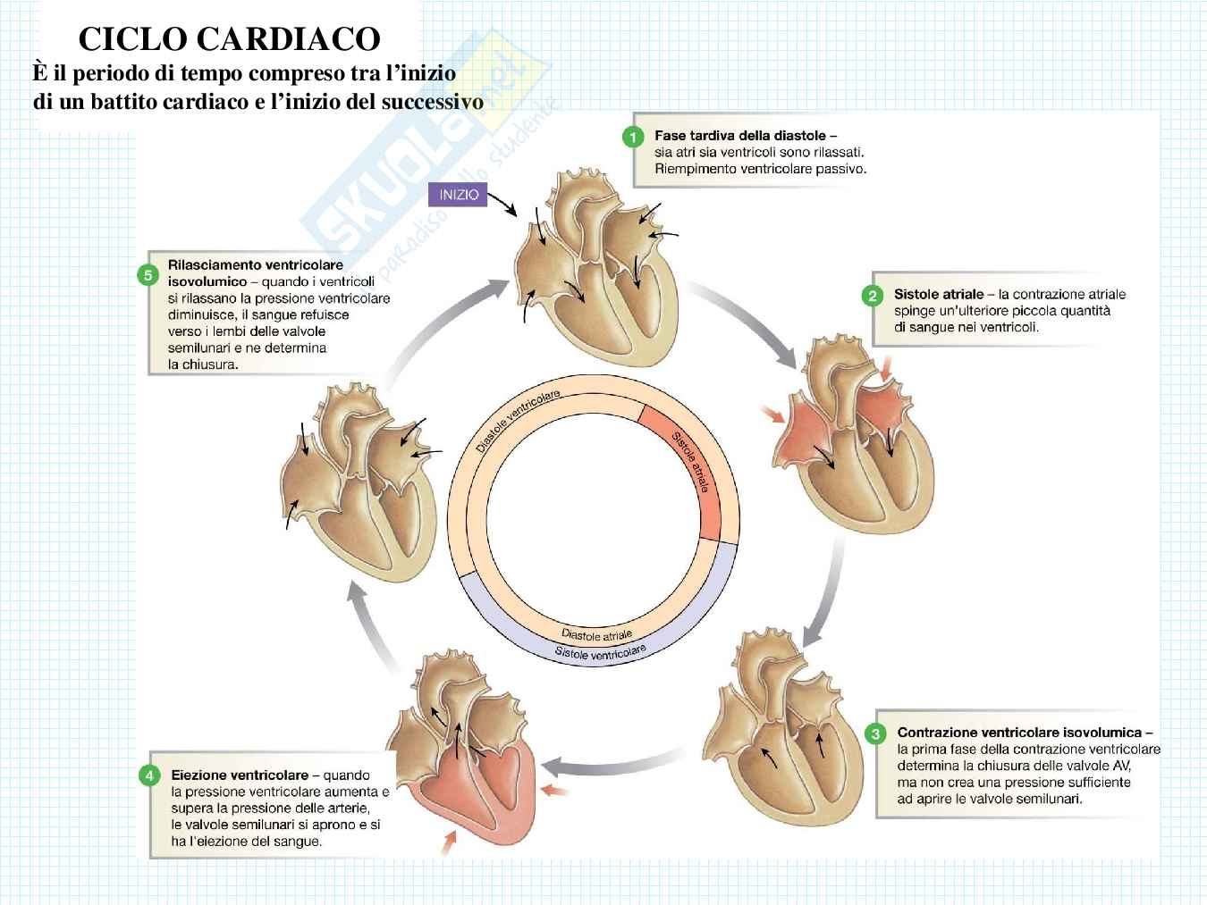 Anatomia del cuore Pag. 46