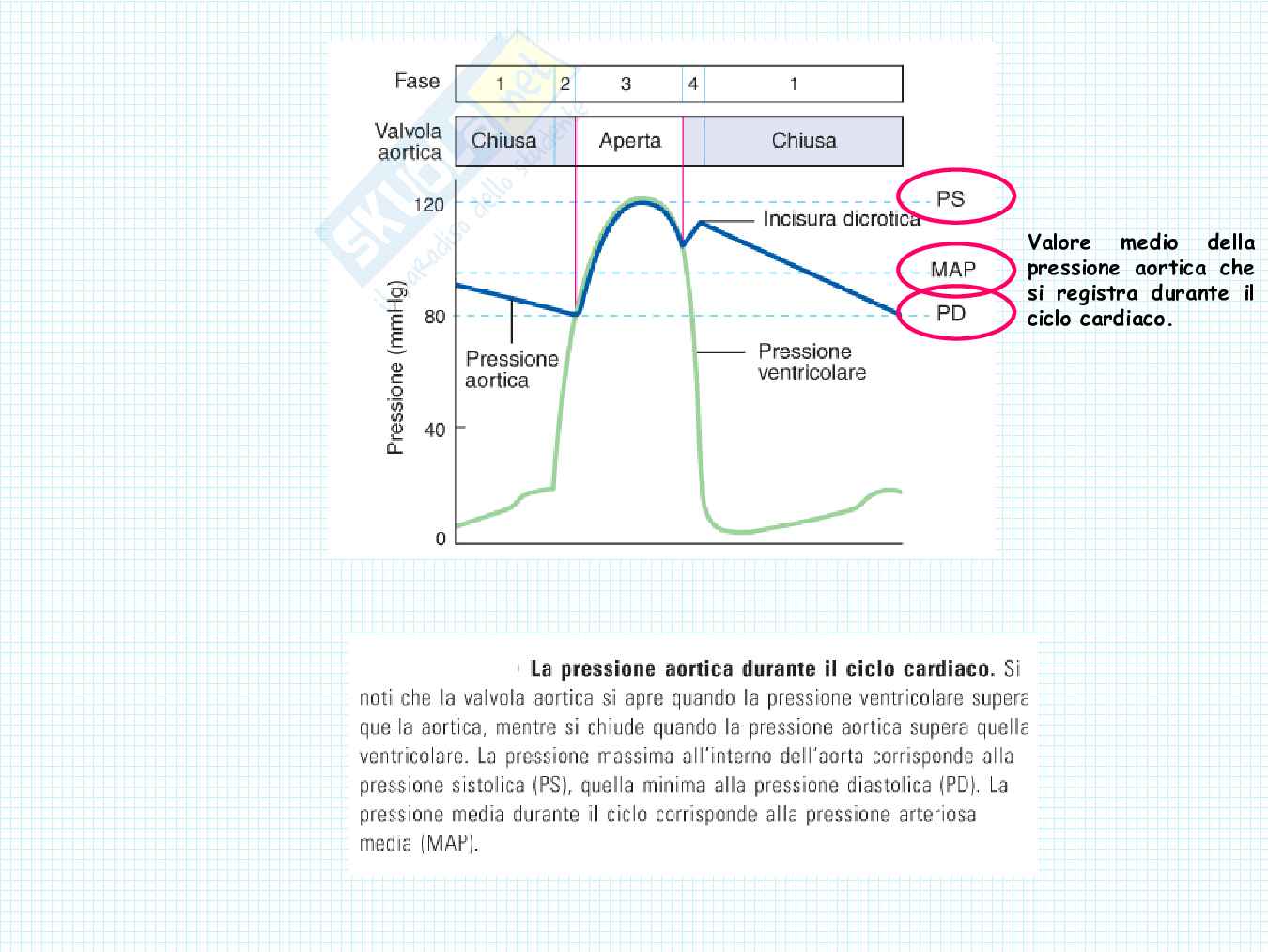 Anatomia del cuore Pag. 51