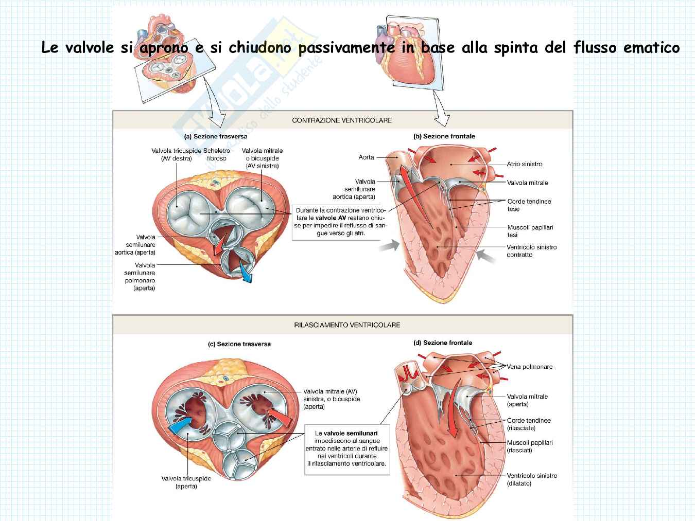Anatomia del cuore Pag. 6