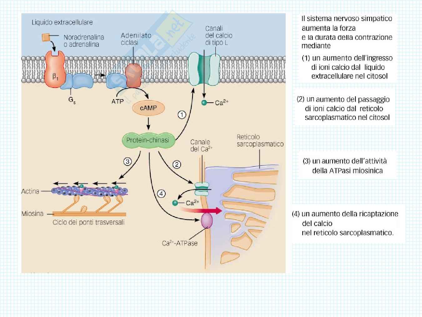 Anatomia del cuore Pag. 66
