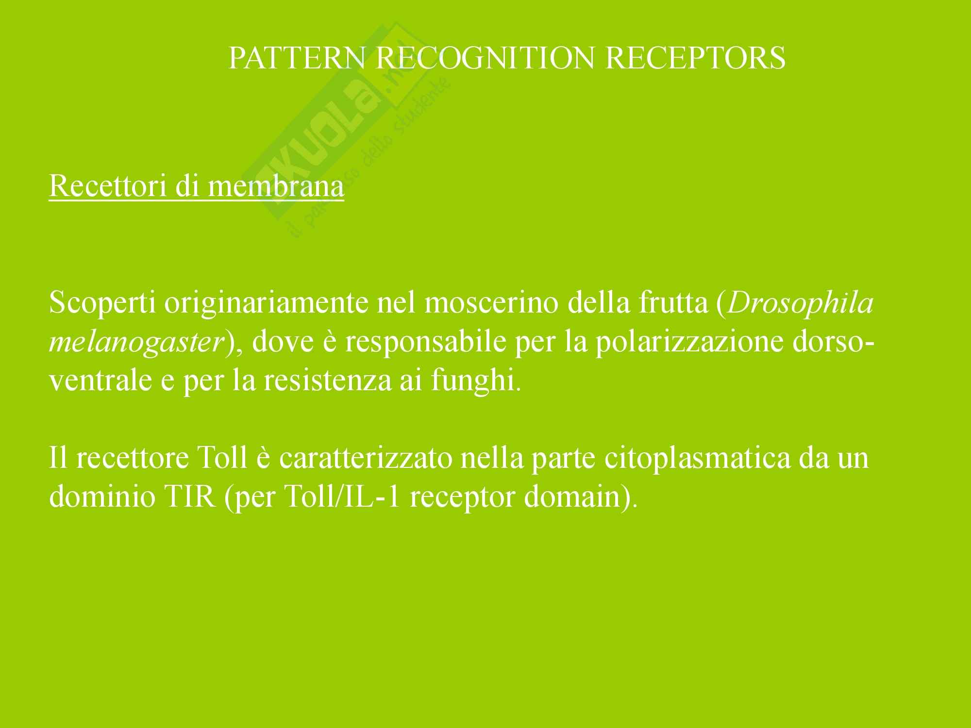 Infiammazione Acuta e Cronica Pag. 11
