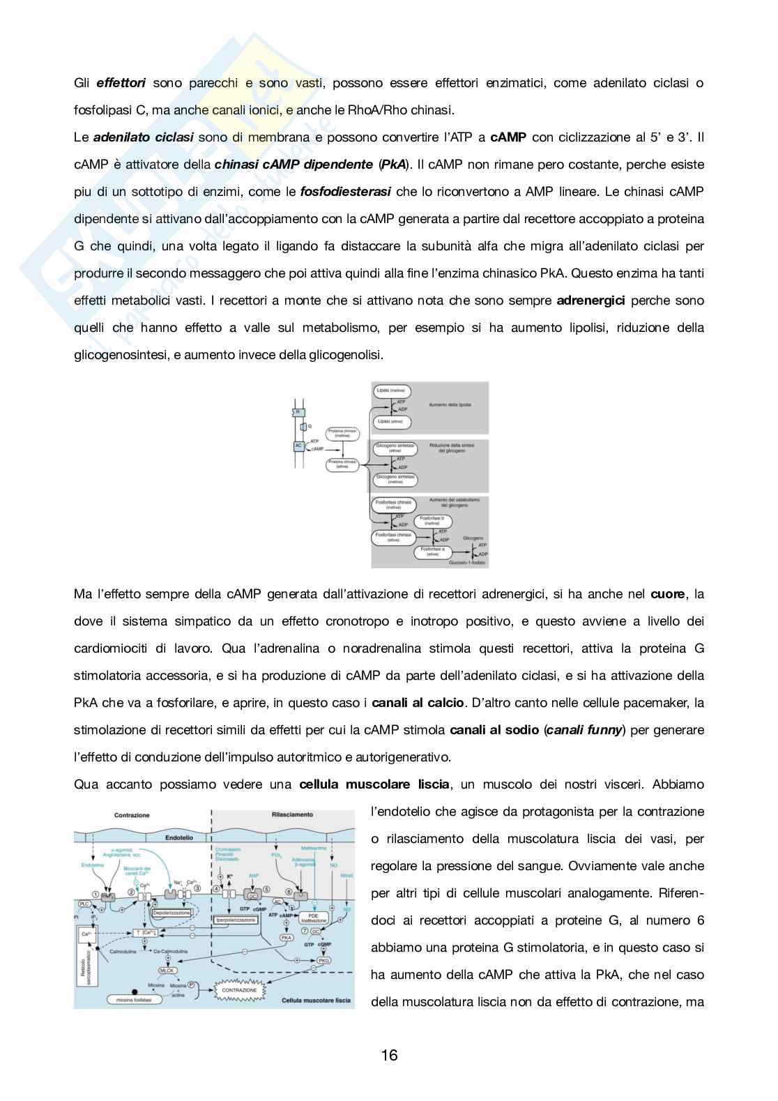 Farmacologia Pag. 16