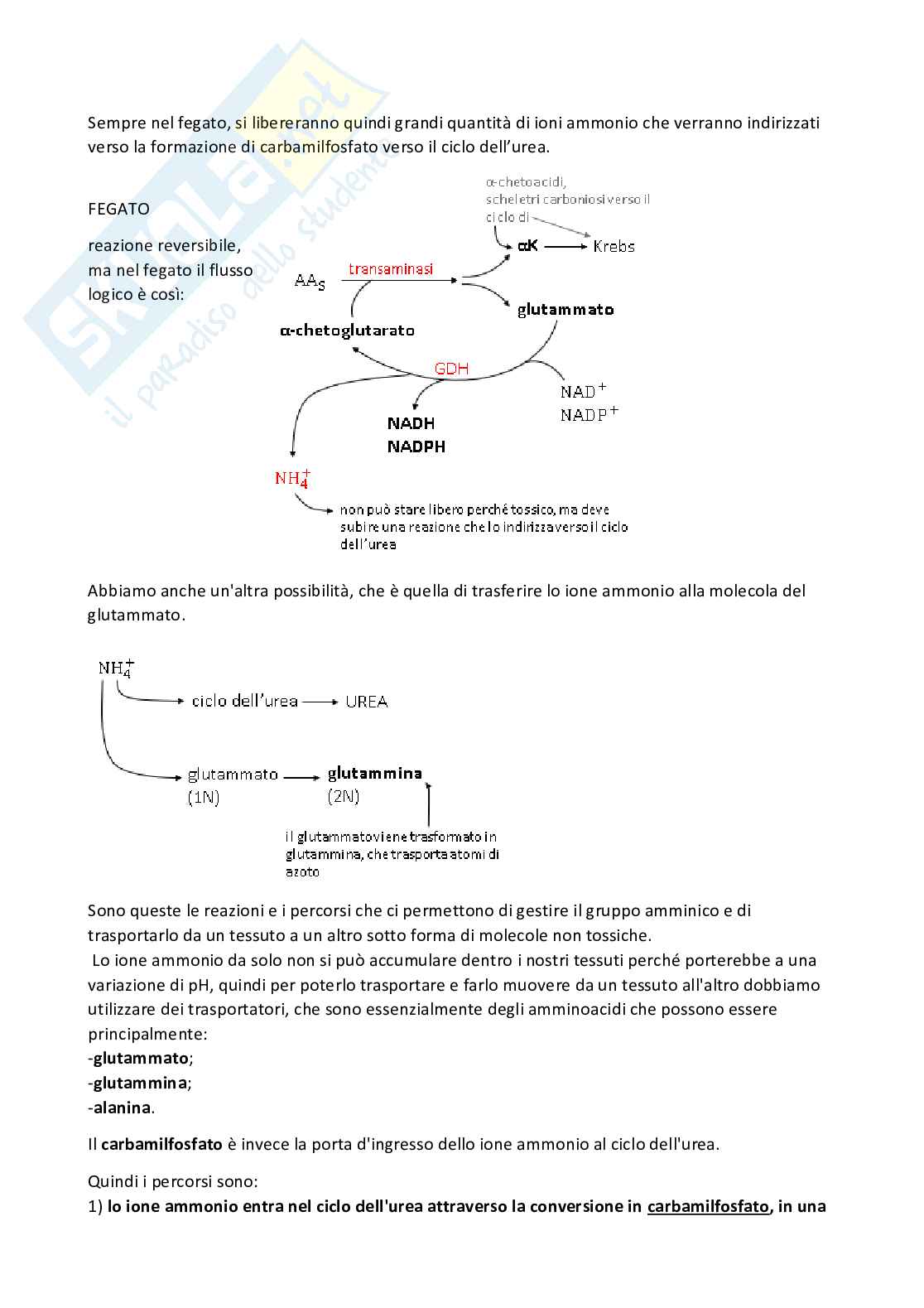 Appunti Biochimica 2 Pag. 41
