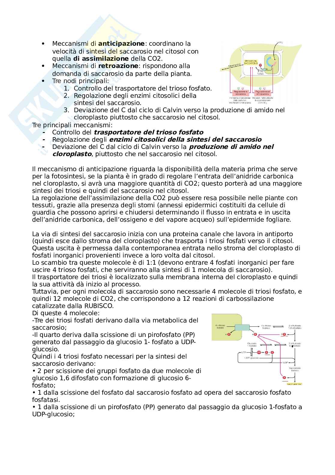Metabolismo - undicesima lezione Pag. 11