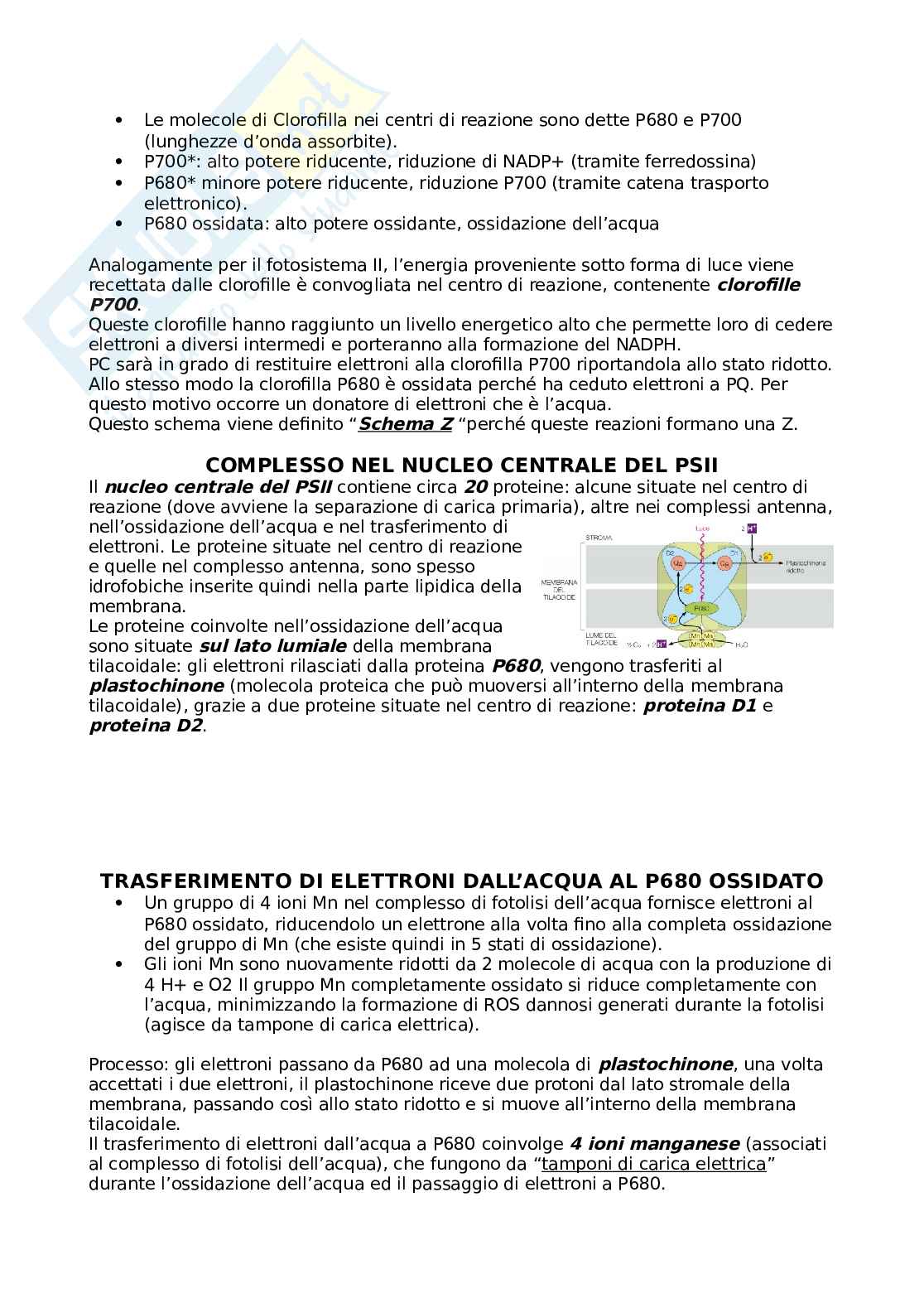 Metabolismo - undicesima lezione Pag. 6